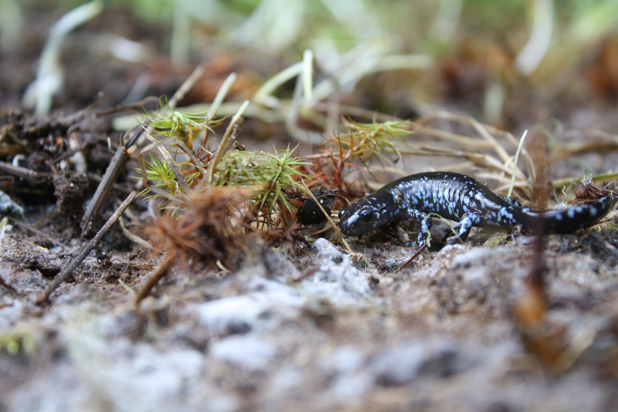 Canon EOS 1000D (EOS Digital Rebel XS / EOS Kiss F) sample photo. Blue-spotted salamander photography