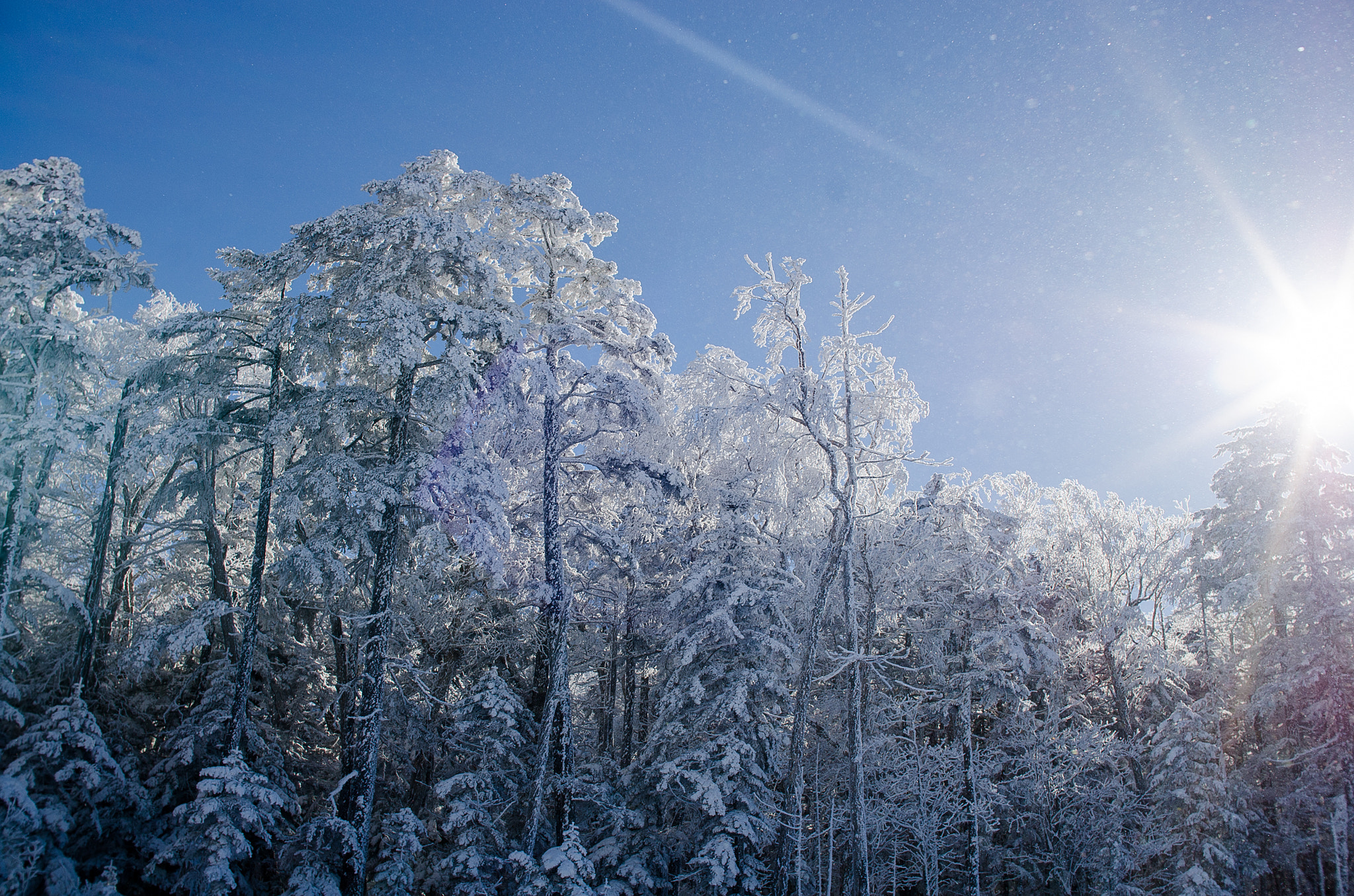 Nikon D7000 + Sigma 30mm F1.4 EX DC HSM sample photo. Snowy world photography