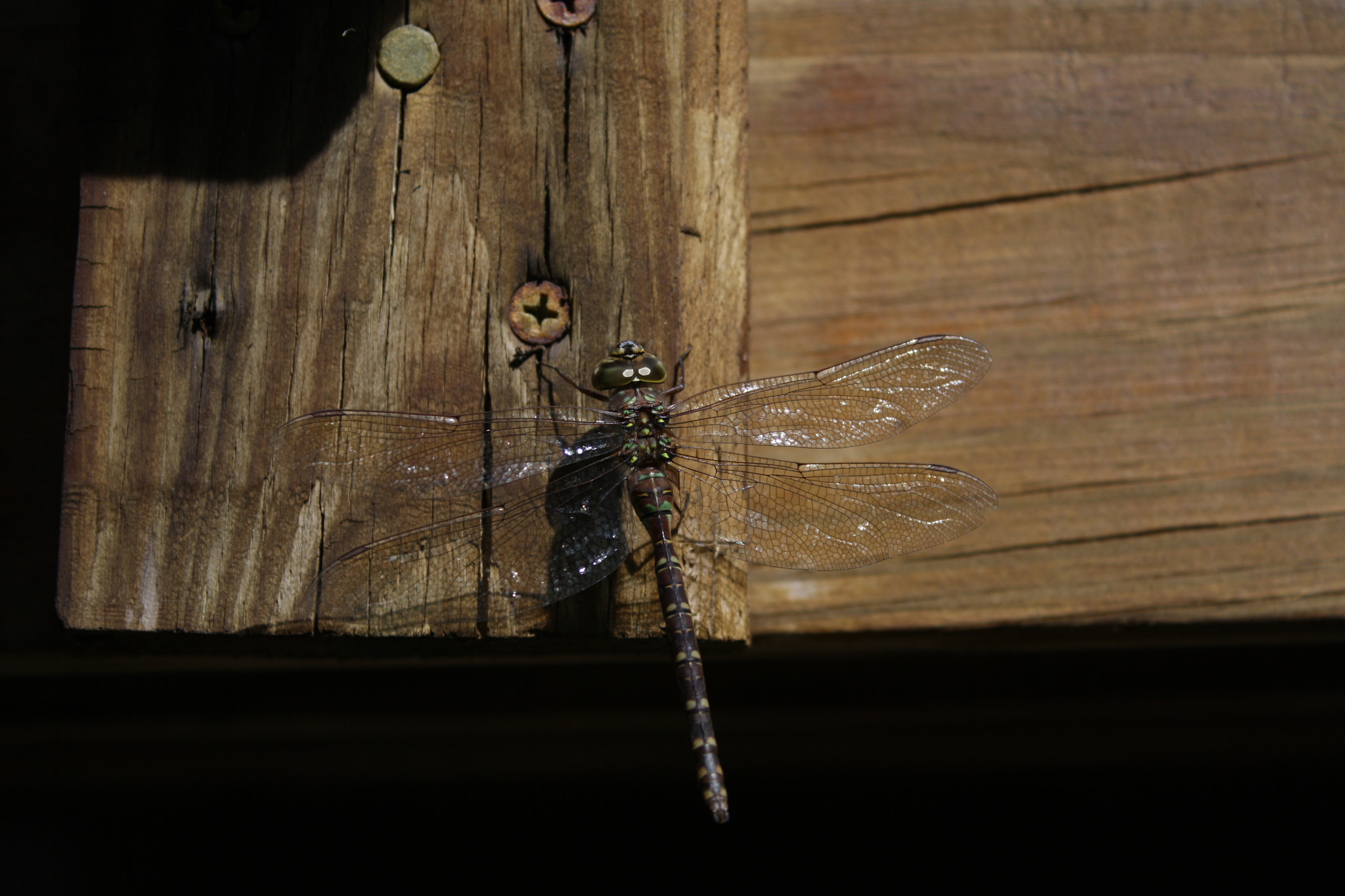 Canon EOS 1000D (EOS Digital Rebel XS / EOS Kiss F) sample photo. Dragonfly photography