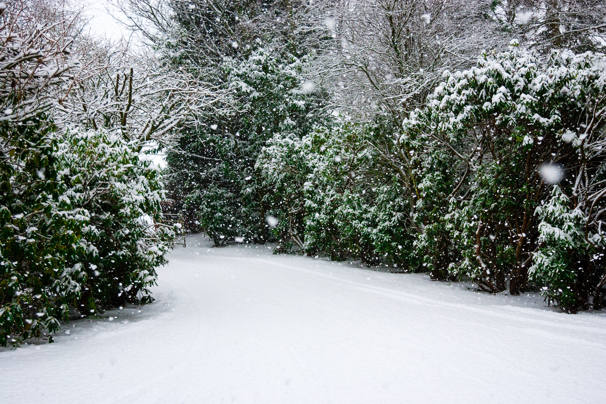 Canon EOS-1D Mark II N sample photo. Boxing day snow photography