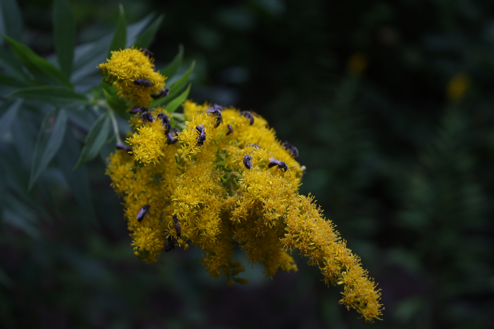 Canon EOS 1000D (EOS Digital Rebel XS / EOS Kiss F) sample photo. Wasps and goldenrod photography