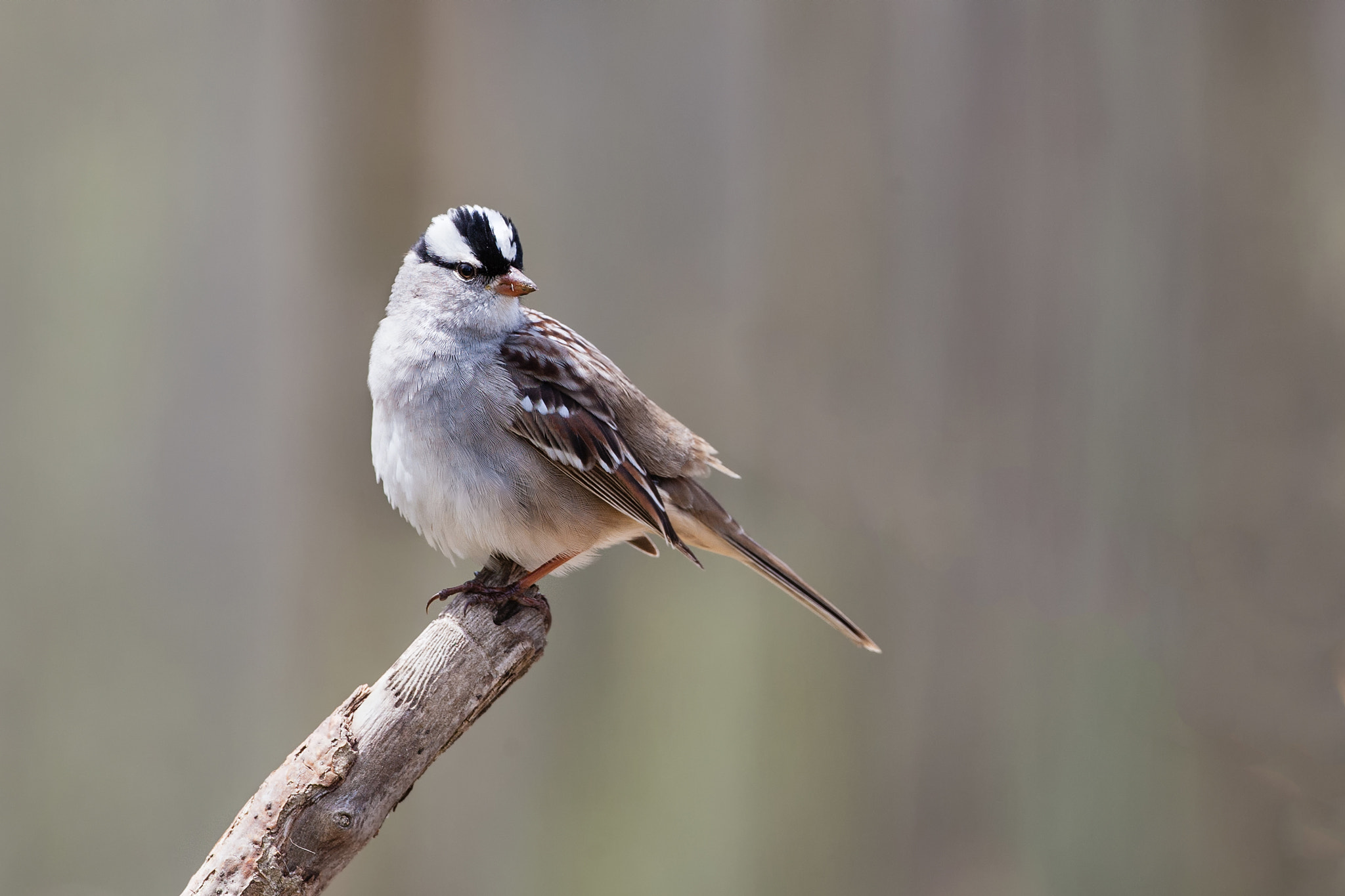 Canon EOS-1D Mark III + Canon EF 500mm F4L IS USM sample photo. White crowned sparrow photography