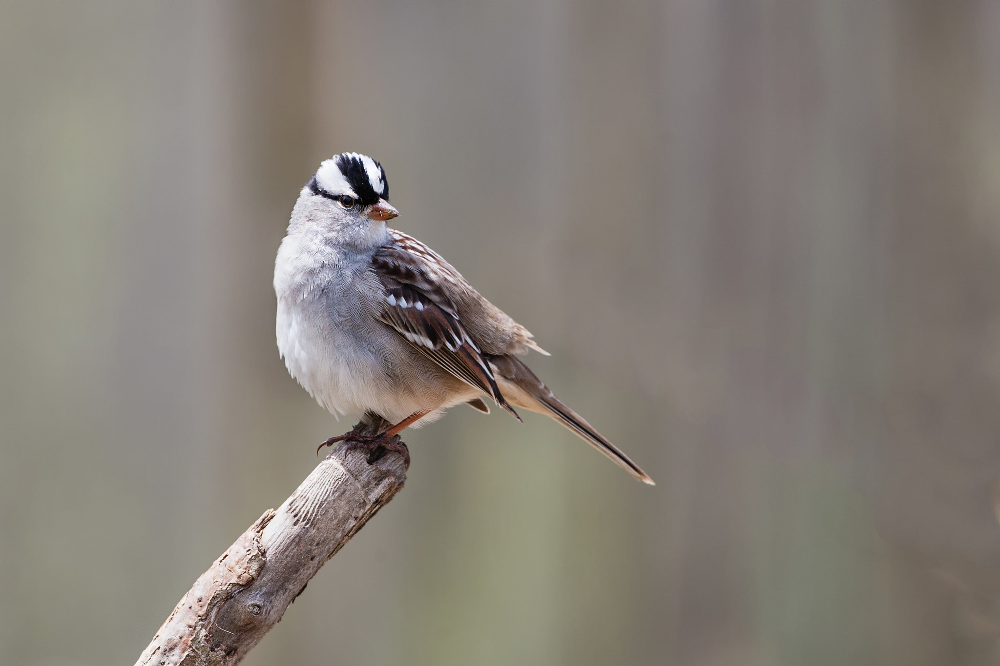 Canon EF 500mm F4L IS USM sample photo. White crowned sparrow photography