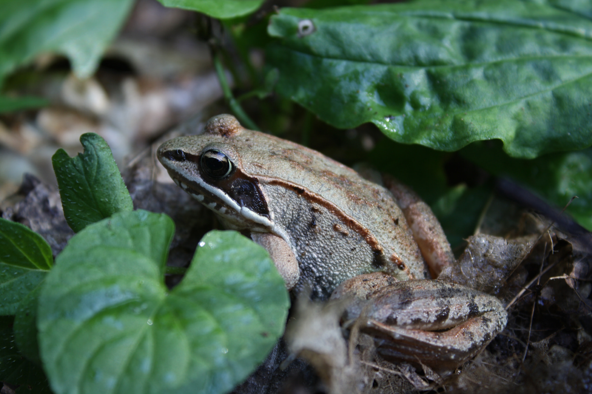 Canon EOS 1000D (EOS Digital Rebel XS / EOS Kiss F) sample photo. Wood frog photography