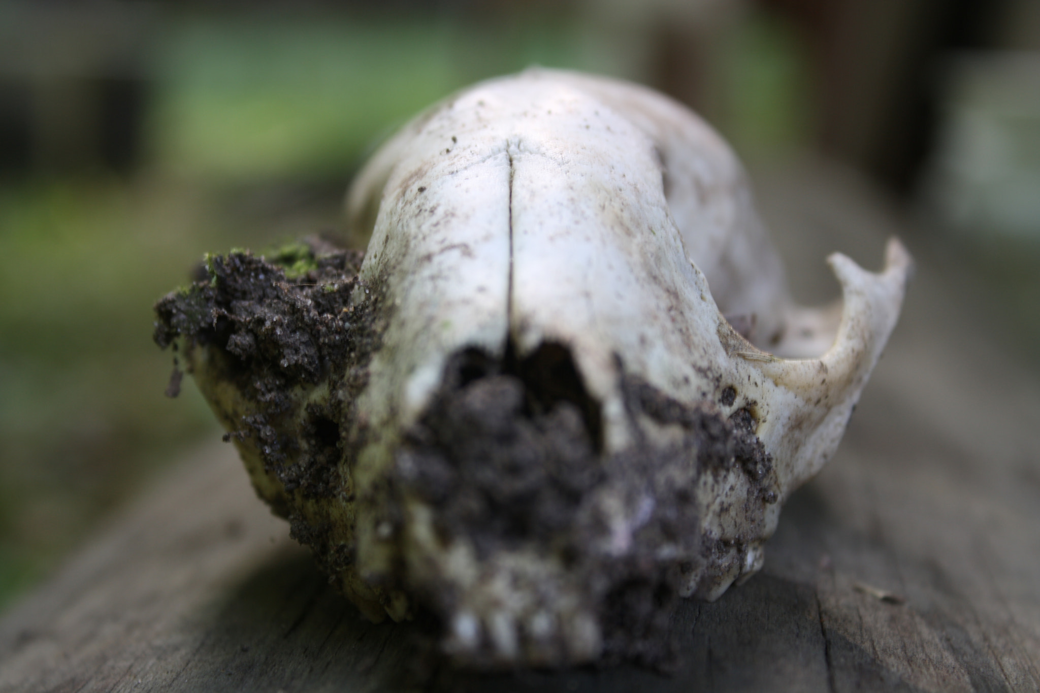 Canon EOS 1000D (EOS Digital Rebel XS / EOS Kiss F) sample photo. Skull photography