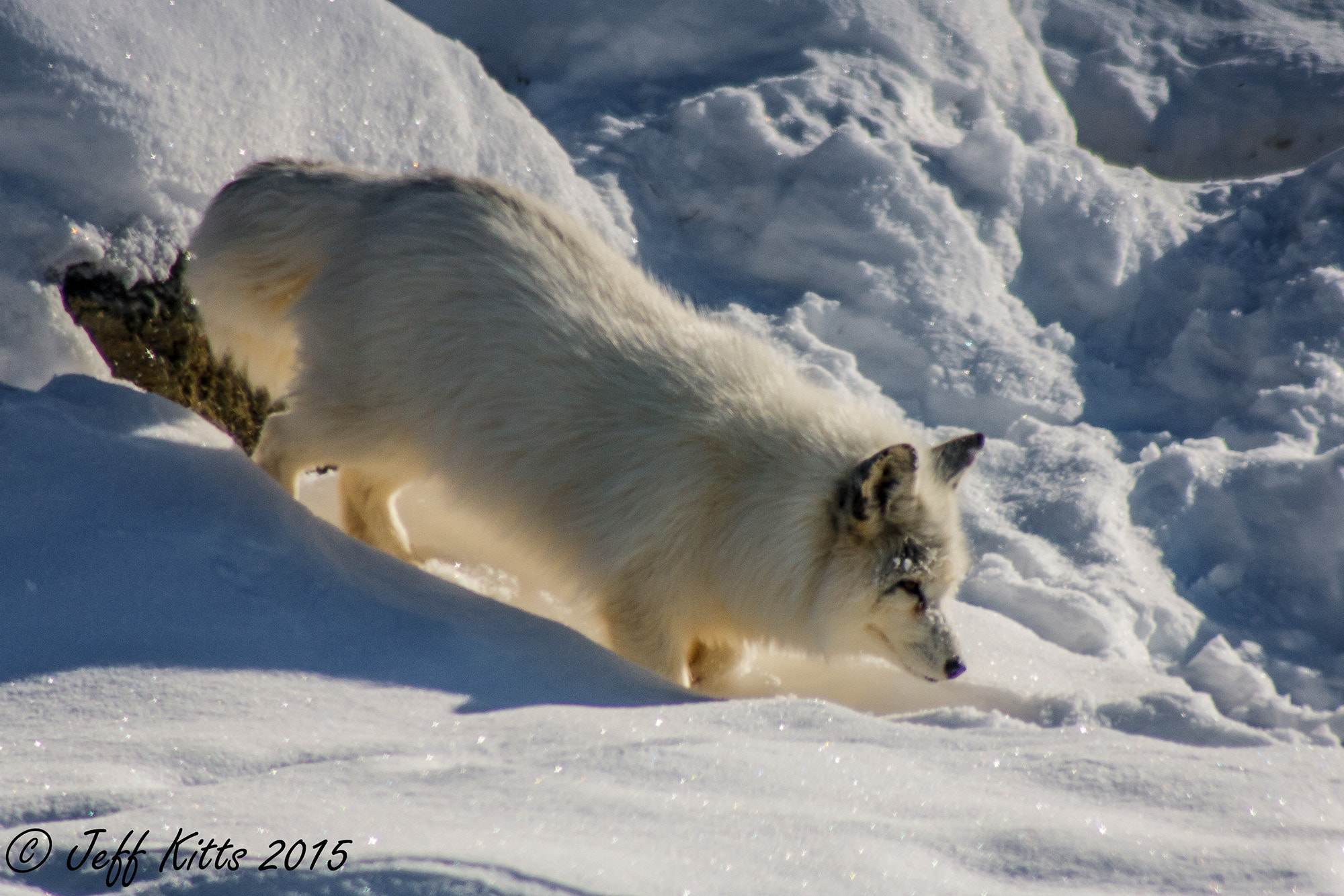 Canon EF 75-300mm f/4-5.6 USM sample photo. 3522-arctic fox photography