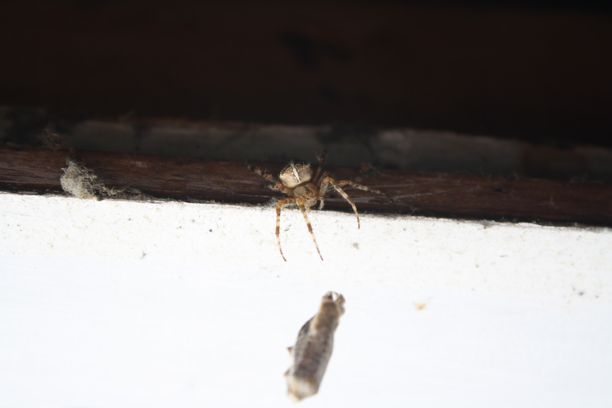 Canon EOS 1000D (EOS Digital Rebel XS / EOS Kiss F) sample photo. Spider and prey photography