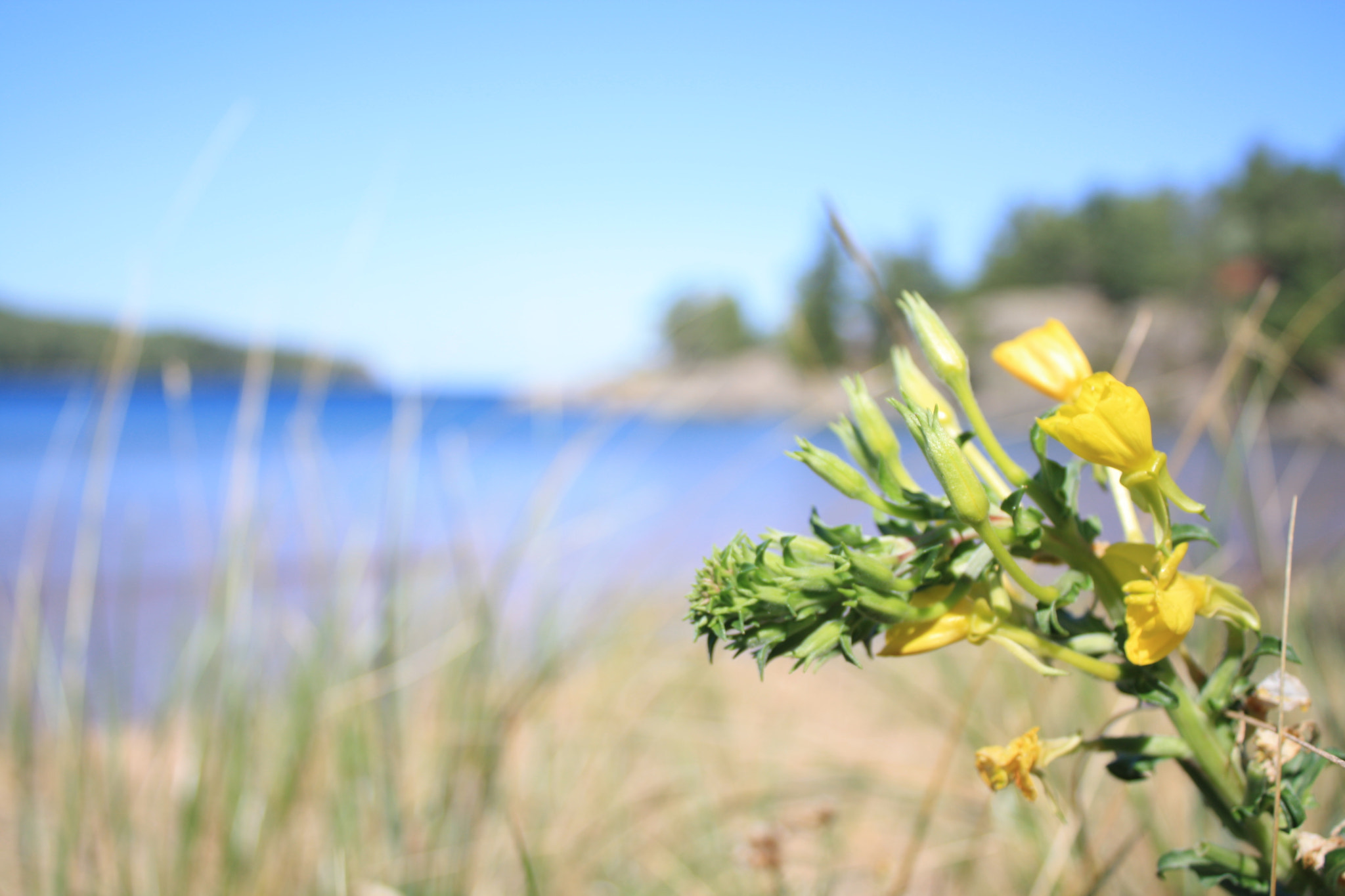 Canon EOS 1000D (EOS Digital Rebel XS / EOS Kiss F) sample photo. Flower with lake superior backdrop photography