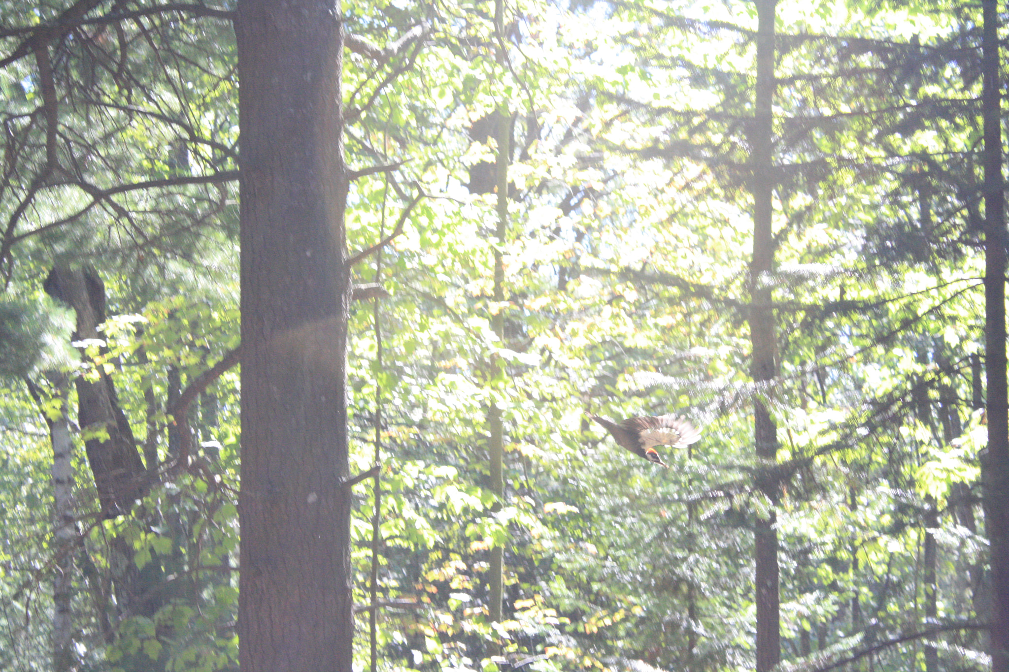 Canon EOS 1000D (EOS Digital Rebel XS / EOS Kiss F) sample photo. Pileated woodpecker in flight photography