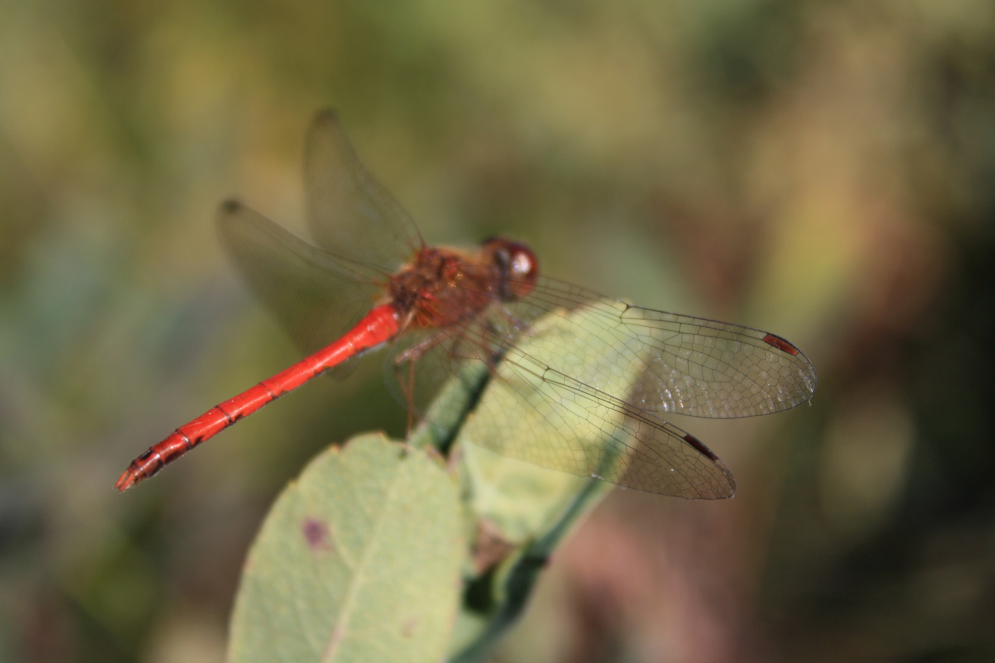Canon EOS 1000D (EOS Digital Rebel XS / EOS Kiss F) sample photo. Wings photography