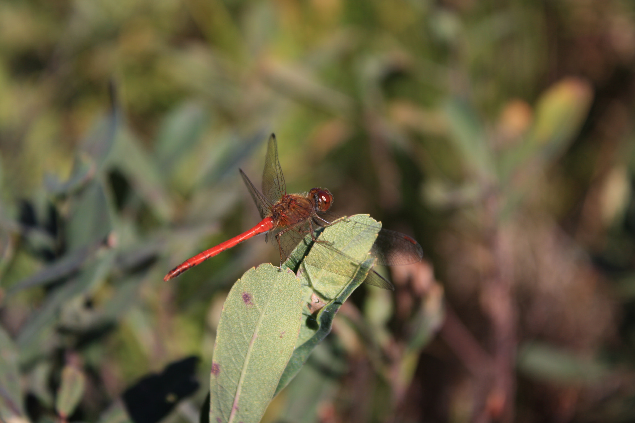 Canon EOS 1000D (EOS Digital Rebel XS / EOS Kiss F) sample photo. Red dragon photography