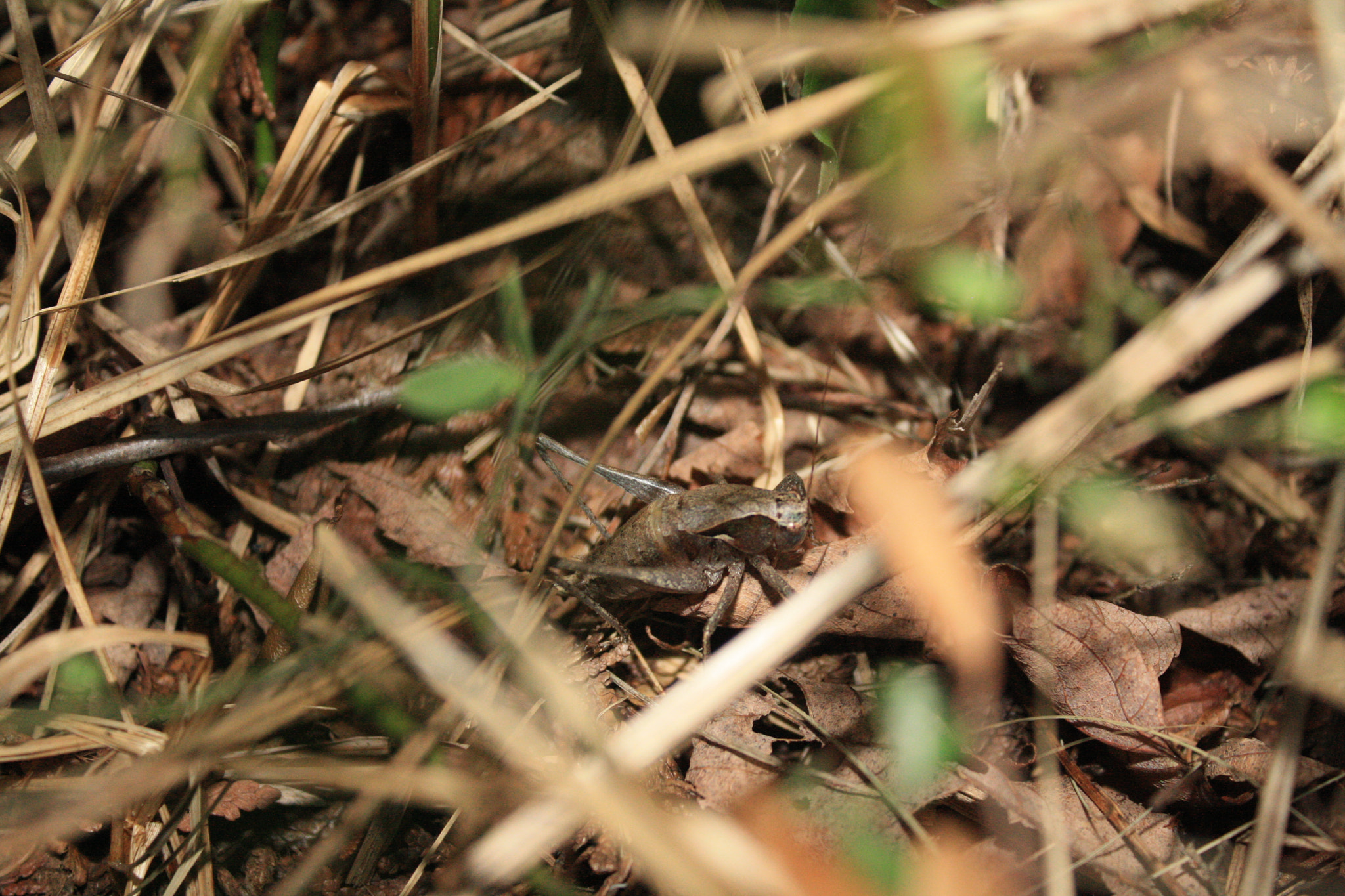 Canon EOS 1000D (EOS Digital Rebel XS / EOS Kiss F) sample photo. Alien photography