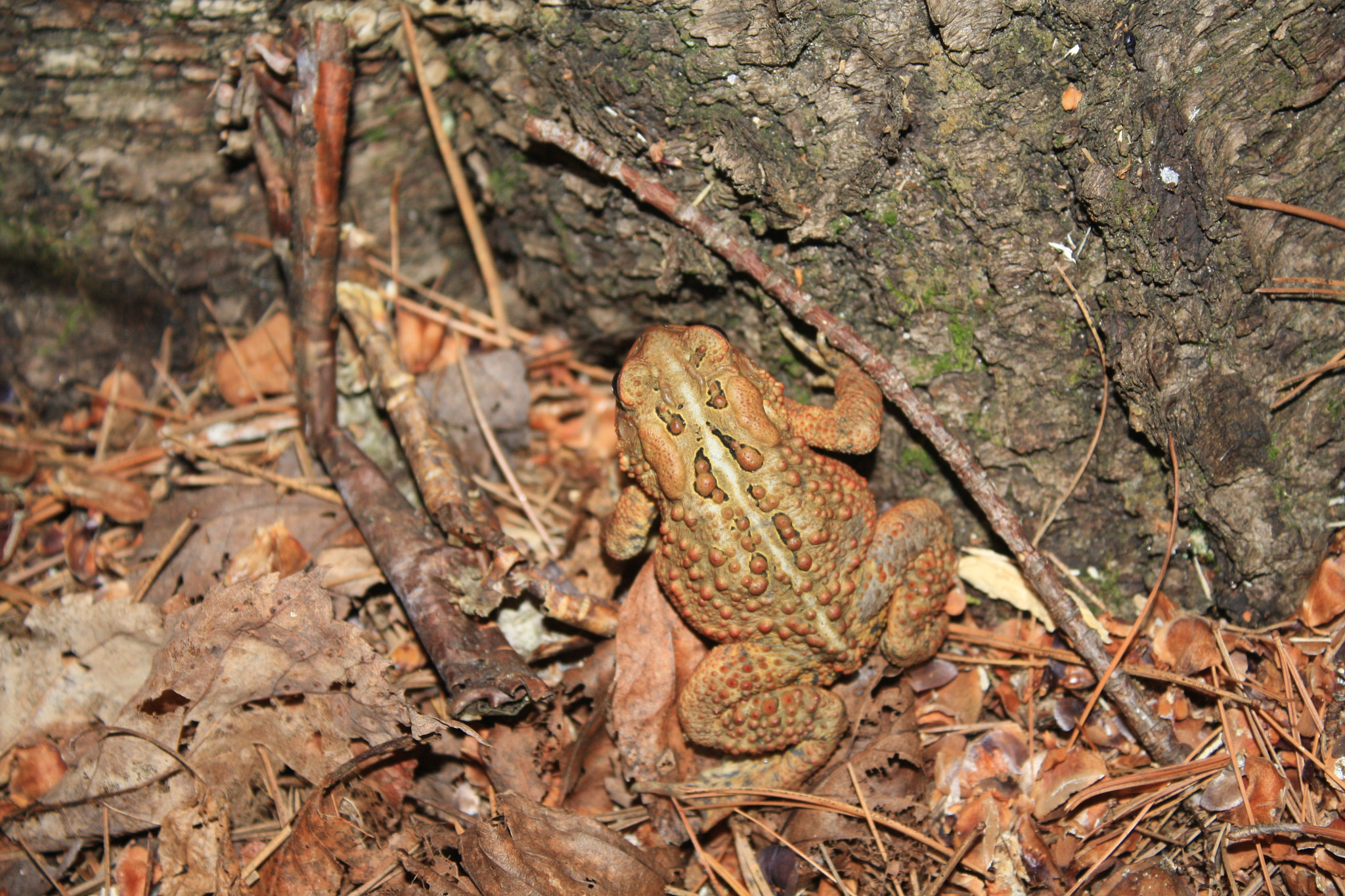 Canon EOS 1000D (EOS Digital Rebel XS / EOS Kiss F) sample photo. Toad photography