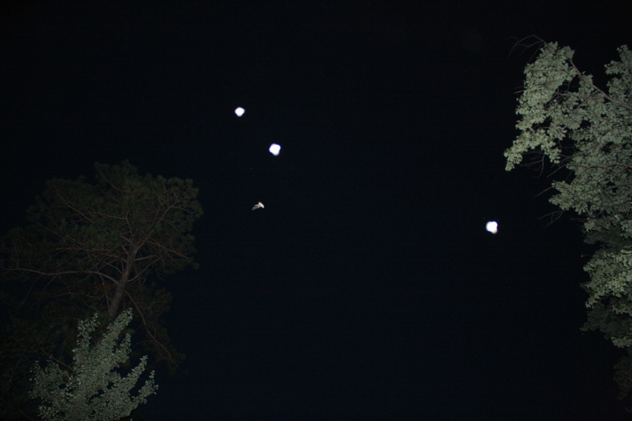 Canon EOS 1000D (EOS Digital Rebel XS / EOS Kiss F) sample photo. Bat v moths photography