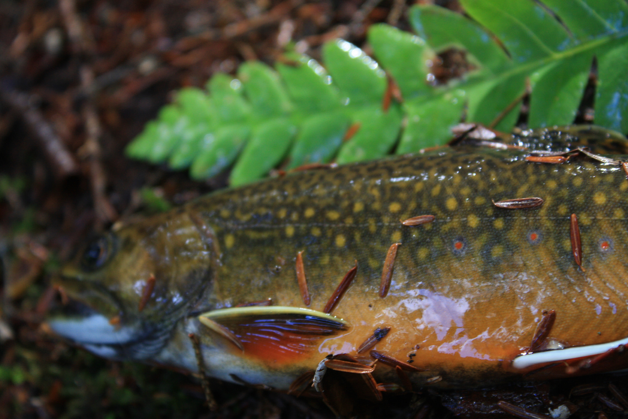 Canon EOS 1000D (EOS Digital Rebel XS / EOS Kiss F) sample photo. Brook trout photography