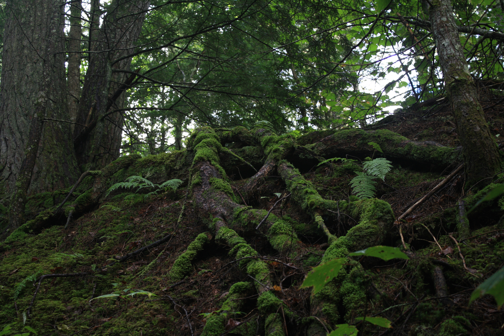 Canon EOS 1000D (EOS Digital Rebel XS / EOS Kiss F) sample photo. Roots photography