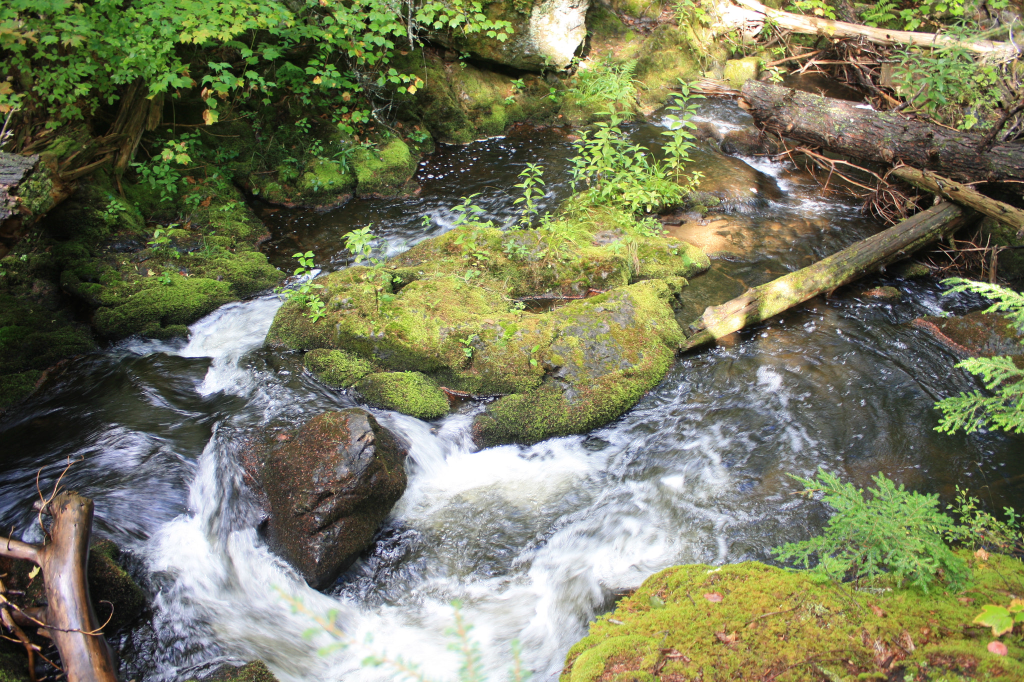 Canon EOS 1000D (EOS Digital Rebel XS / EOS Kiss F) sample photo. Cedar creek photography