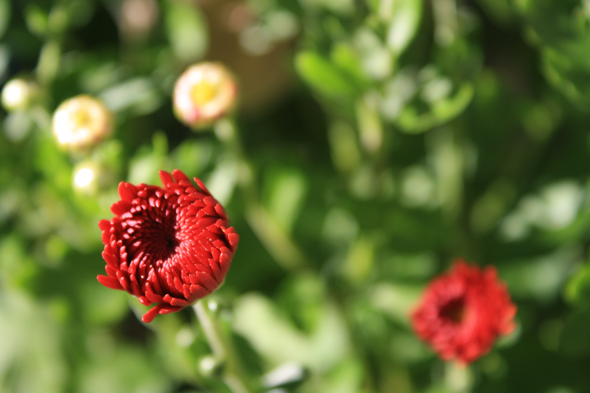 Canon EOS 1000D (EOS Digital Rebel XS / EOS Kiss F) sample photo. In bloom photography