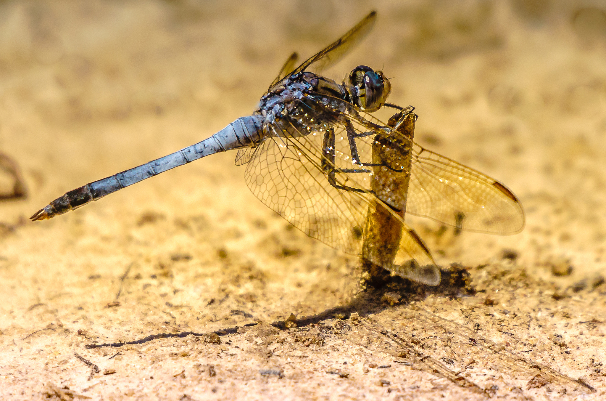 Sigma 150-500mm F5-6.3 DG OS HSM sample photo. Dragonfly photography