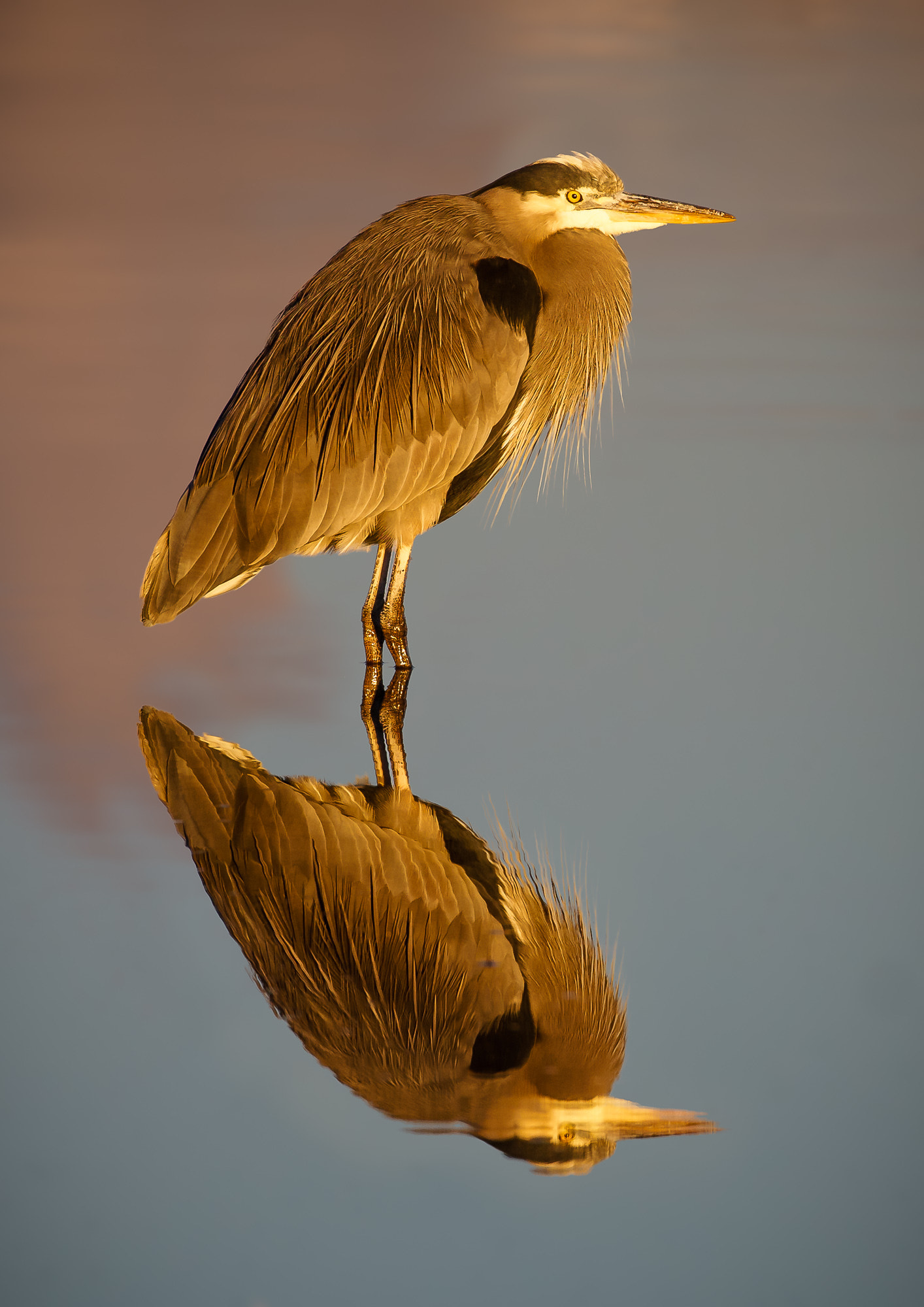 Canon EF 100-400mm F4.5-5.6L IS II USM sample photo. Heron sunset reflection photography