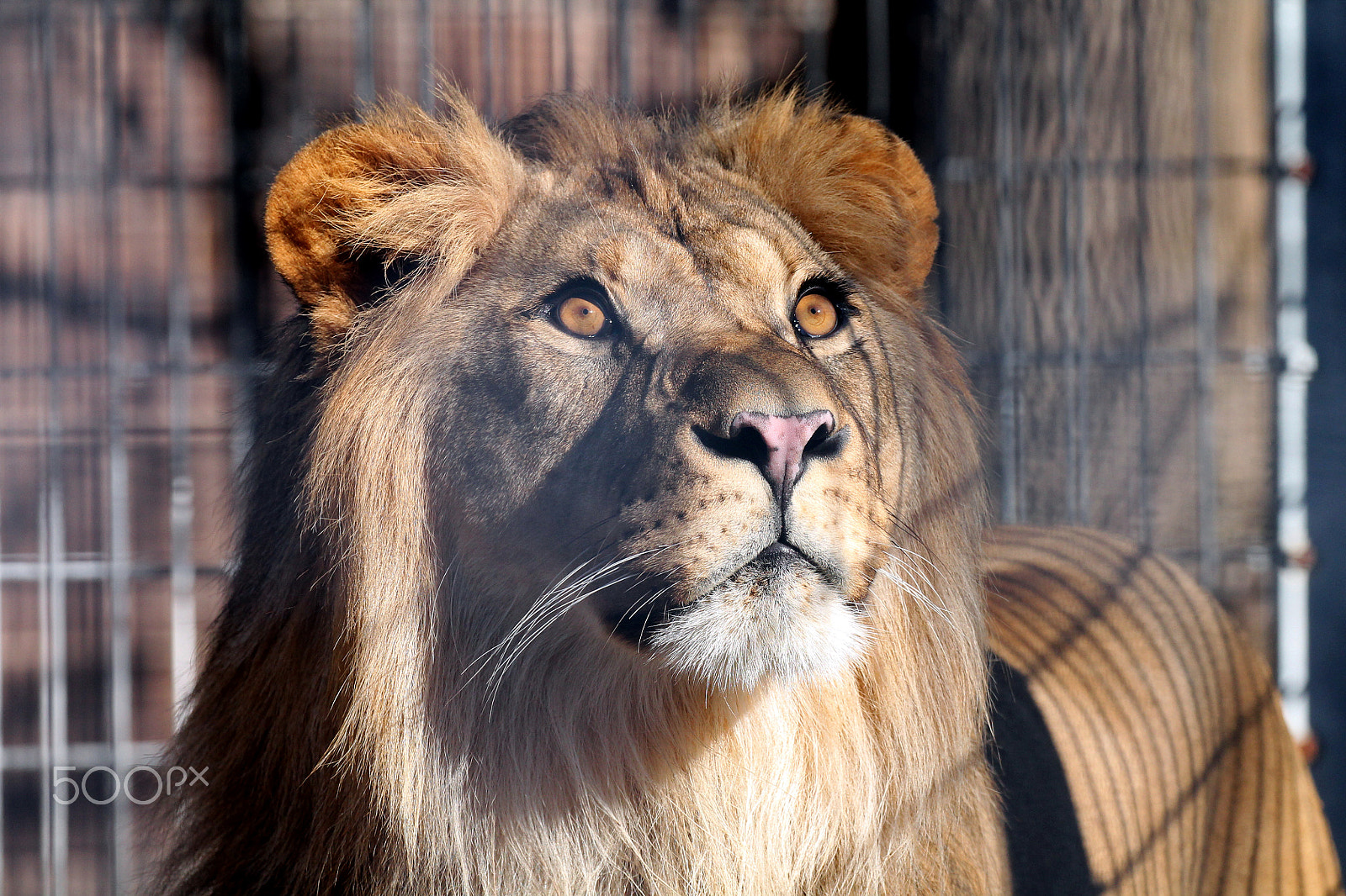 Canon EF 100-400mm F4.5-5.6L IS II USM sample photo. Lion focus photography
