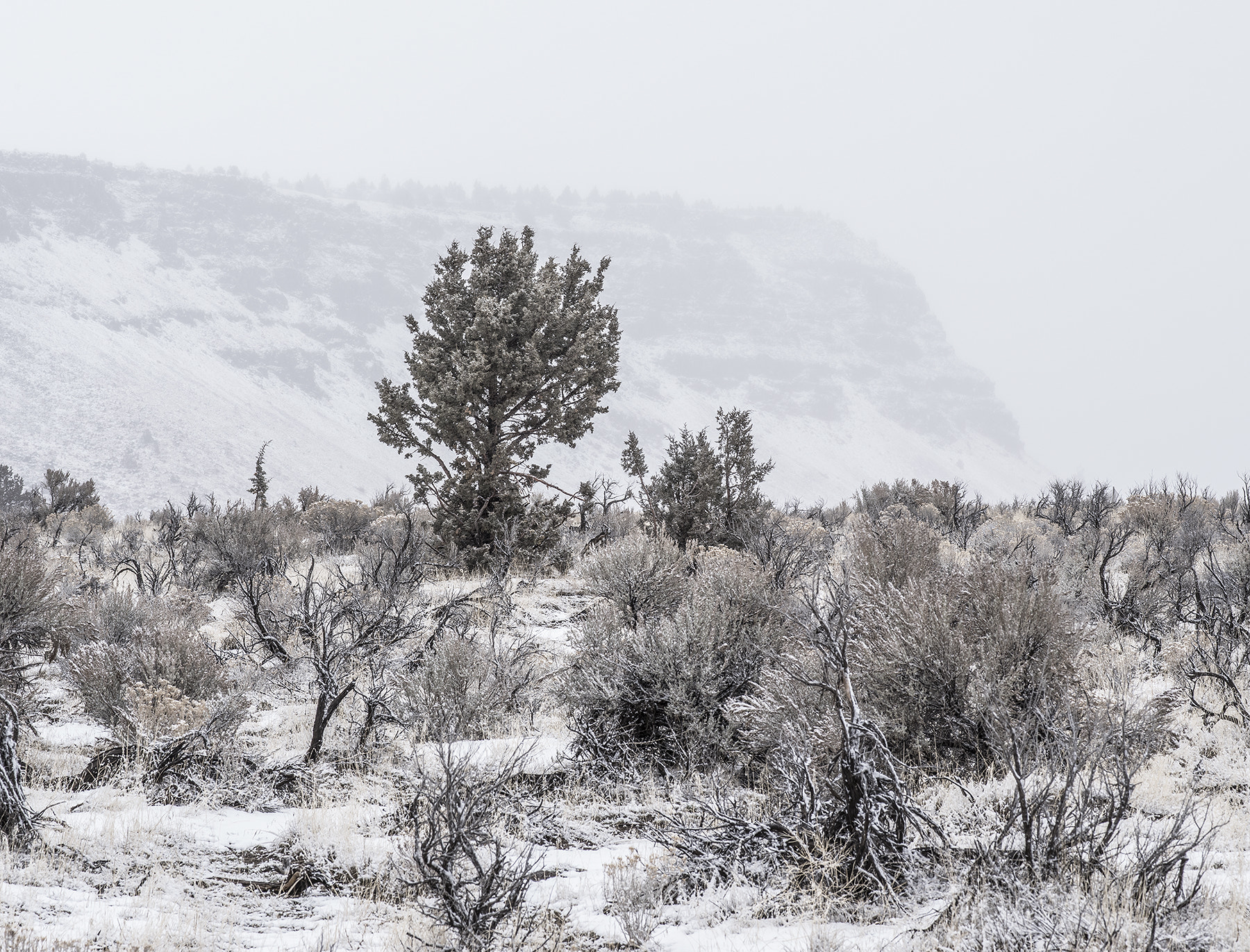 Pentax 645Z sample photo. Snowy brush photography