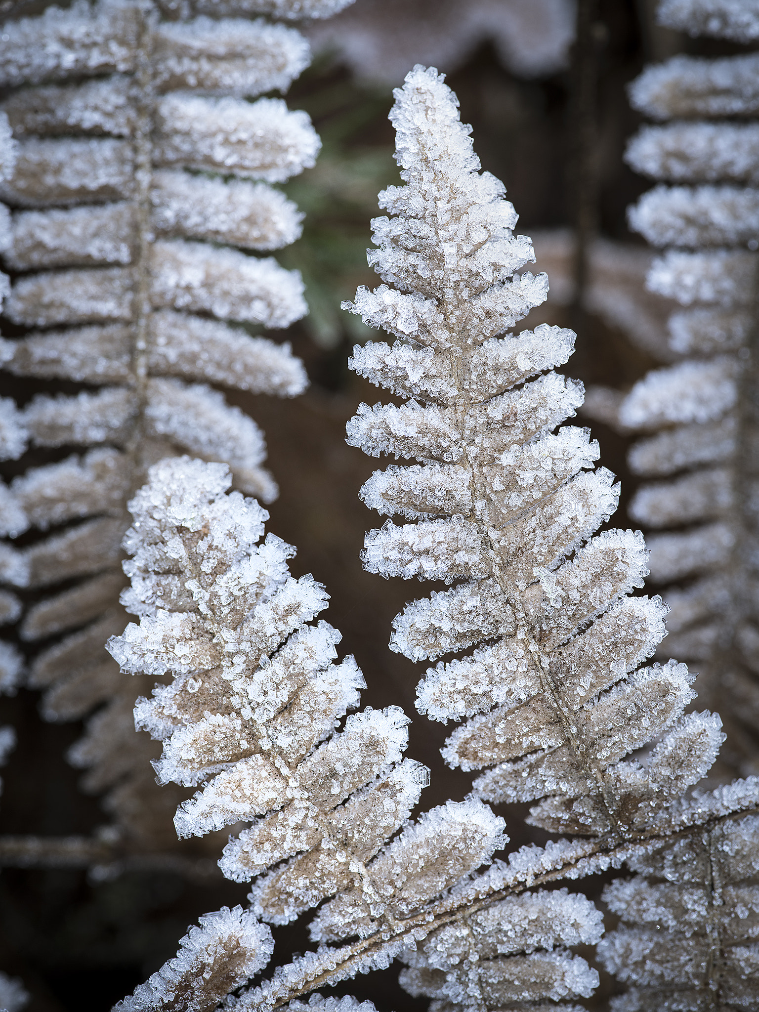 Pentax 645Z sample photo. Frozen fern photography