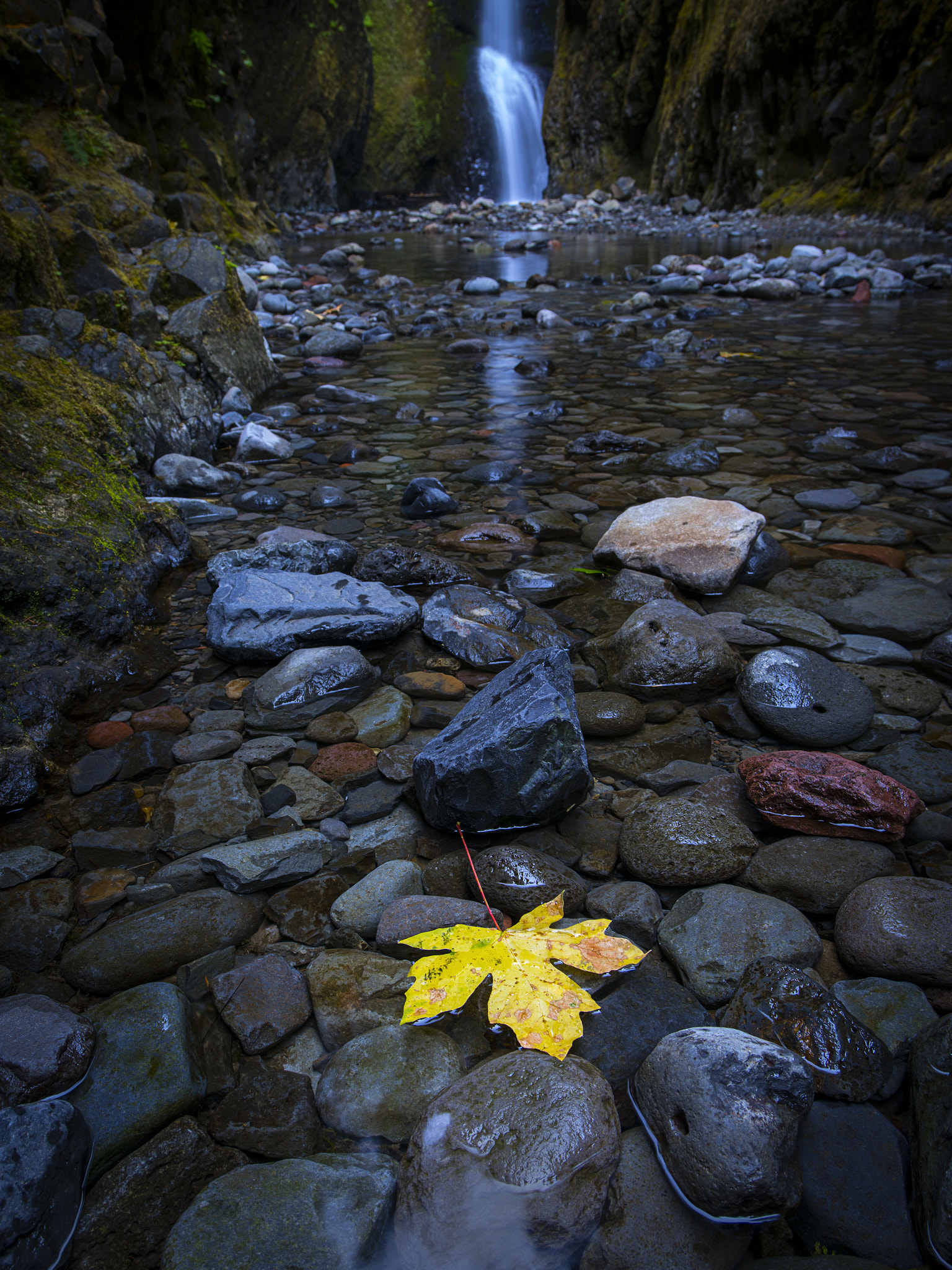 Pentax 645Z sample photo. Leaf on rocks photography