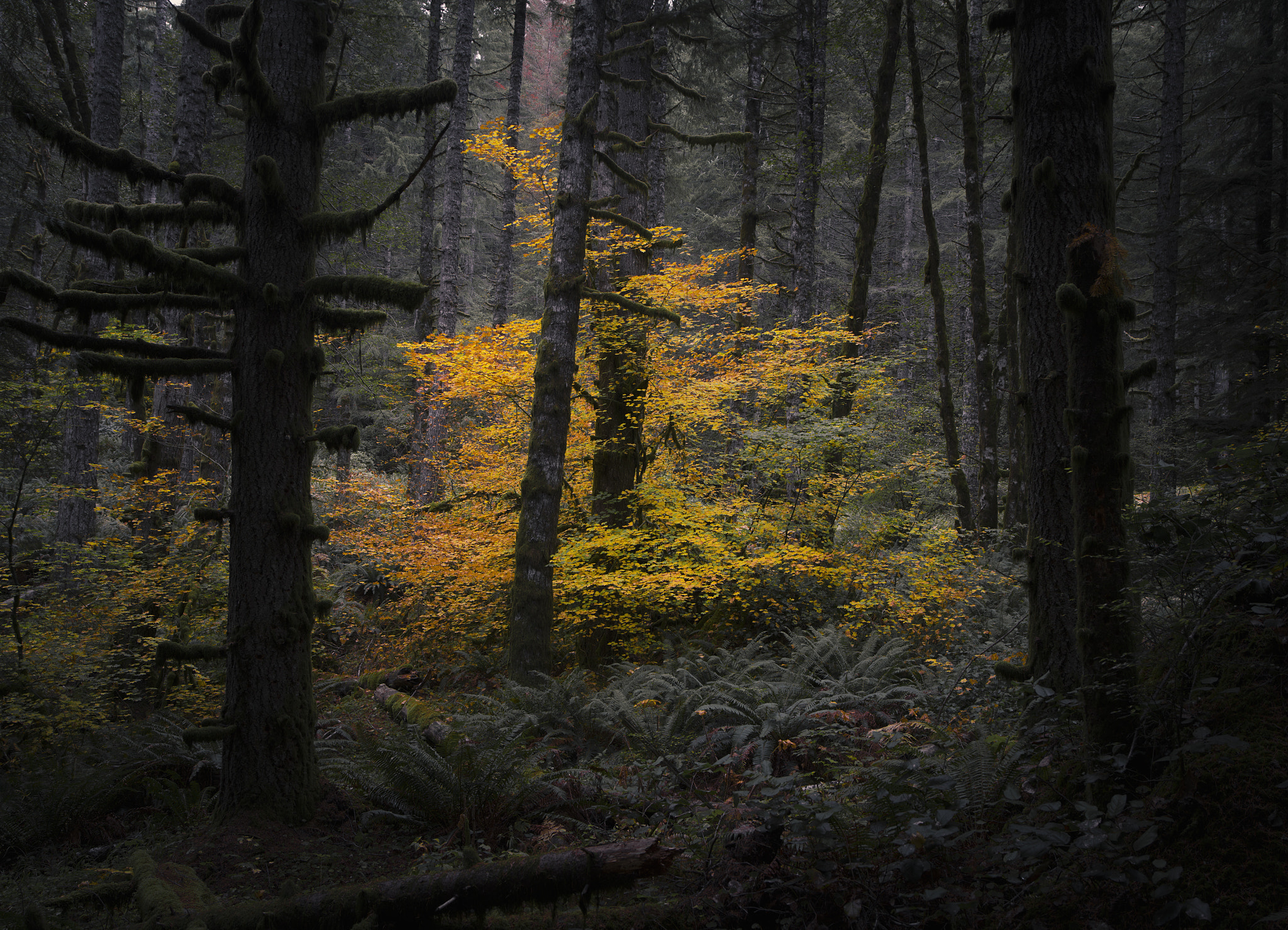 Pentax 645Z + smc PENTAX-FA 645 35mm F3.5 AL [IF] sample photo. Single yellow tree photography