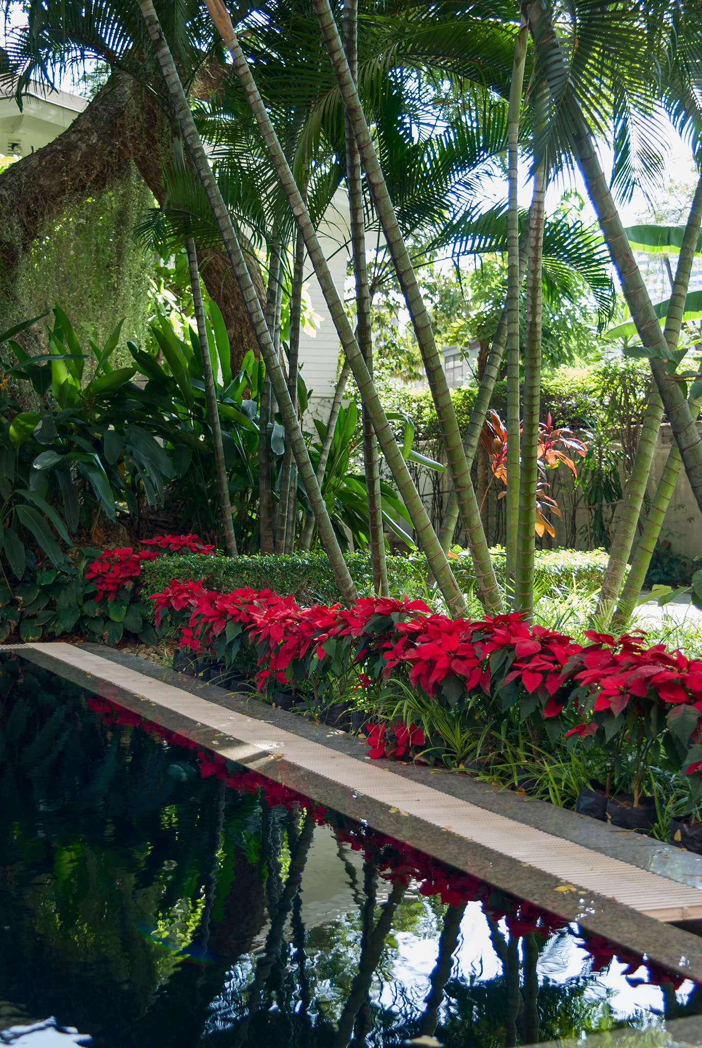 AF Zoom-Nikkor 35-70mm f/3.3-4.5 N sample photo. Christmas garden photography