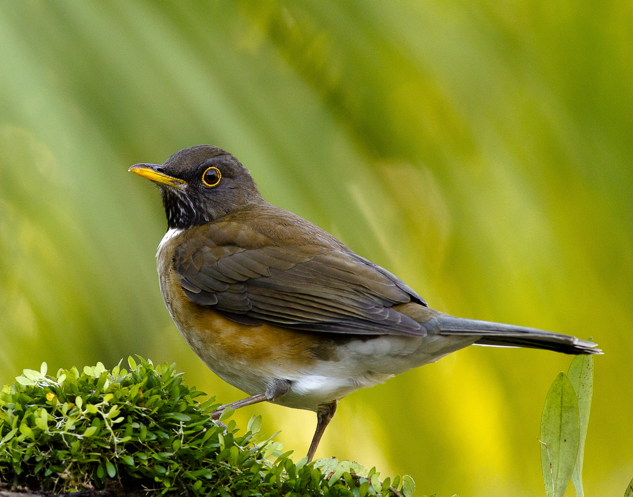 Canon EOS 550D (EOS Rebel T2i / EOS Kiss X4) + Canon EF 400mm F5.6L USM sample photo. Aves do brasil photography