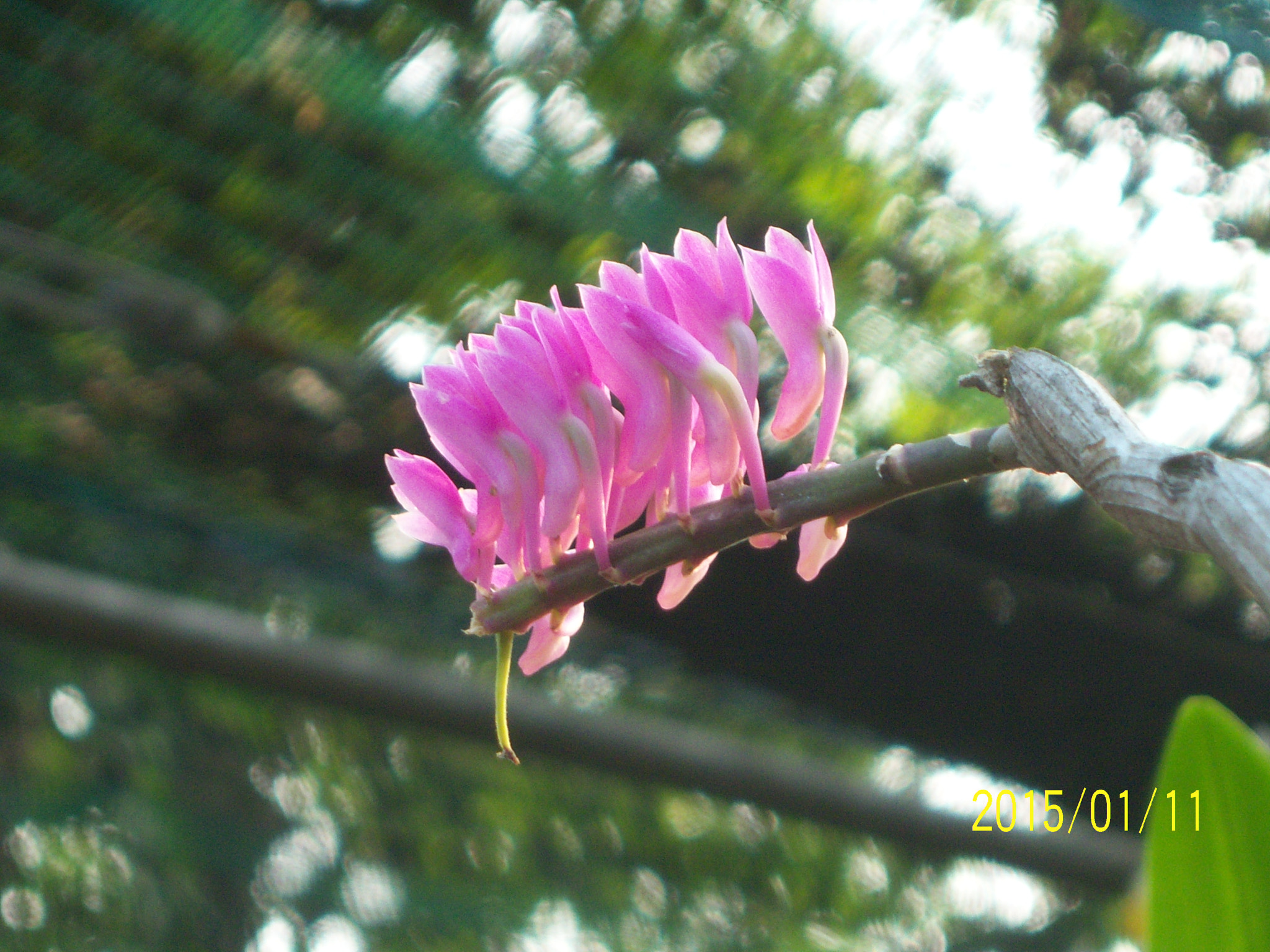 Kodak EASYSHARE V1003 ZOOM DIGITAL CAMERA sample photo. Phong lan photography