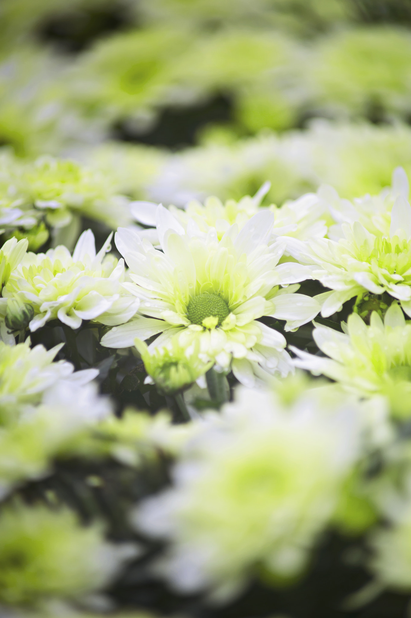 Canon EOS 6D + Canon EF 70-210mm f/4 sample photo. Spring is coming ! photography