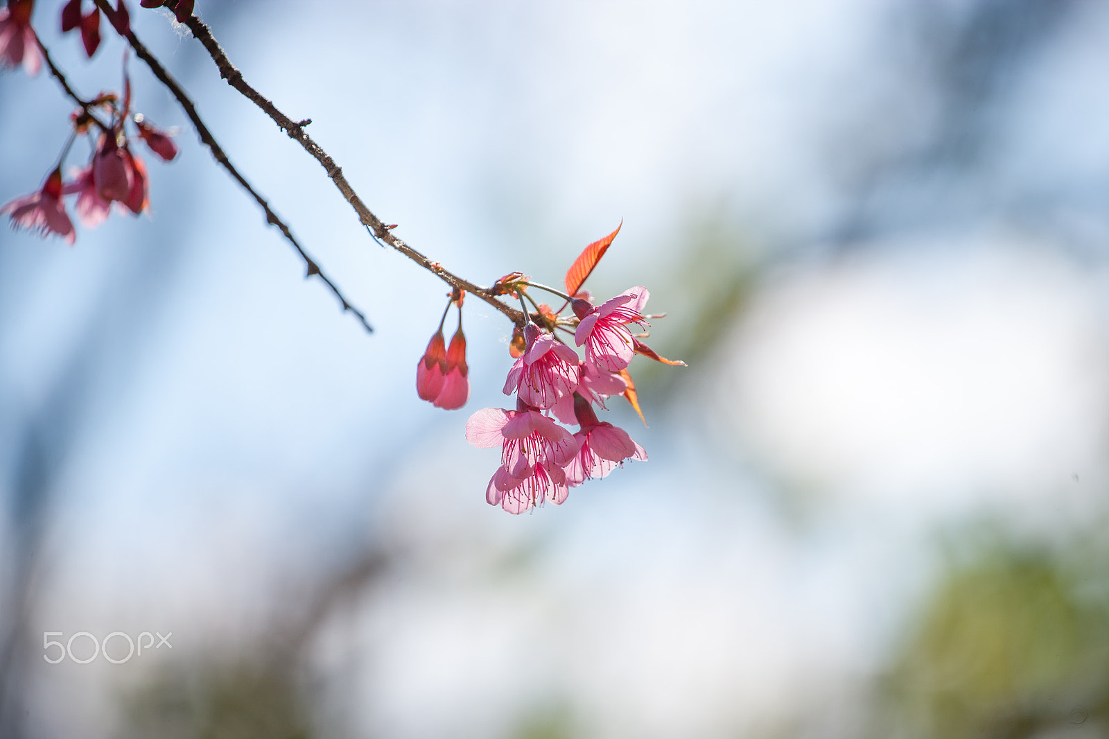 Canon EOS-1Ds Mark II sample photo. Cherry blossom photography