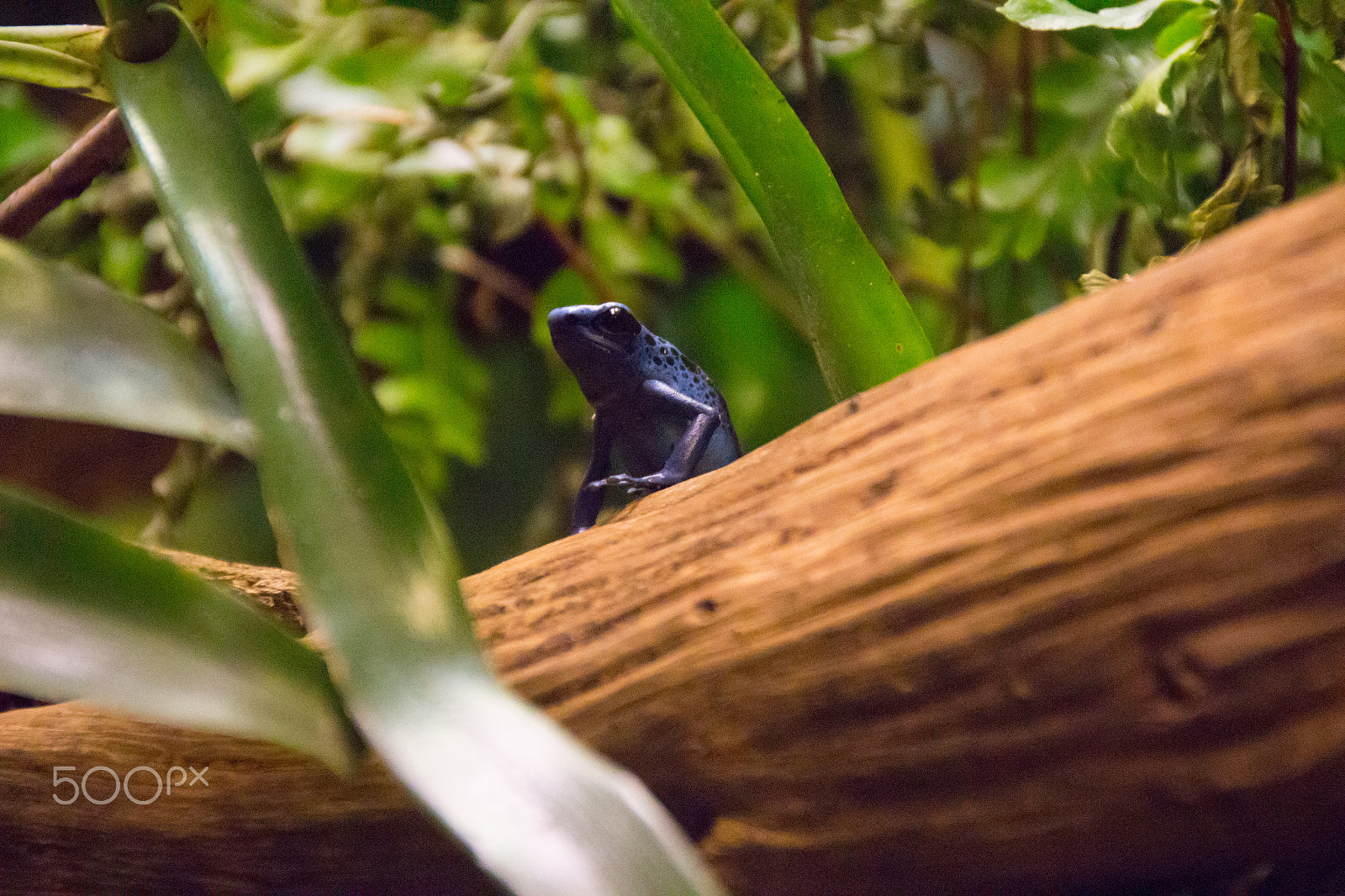 Canon EOS 650D (EOS Rebel T4i / EOS Kiss X6i) sample photo. The frog prince photography