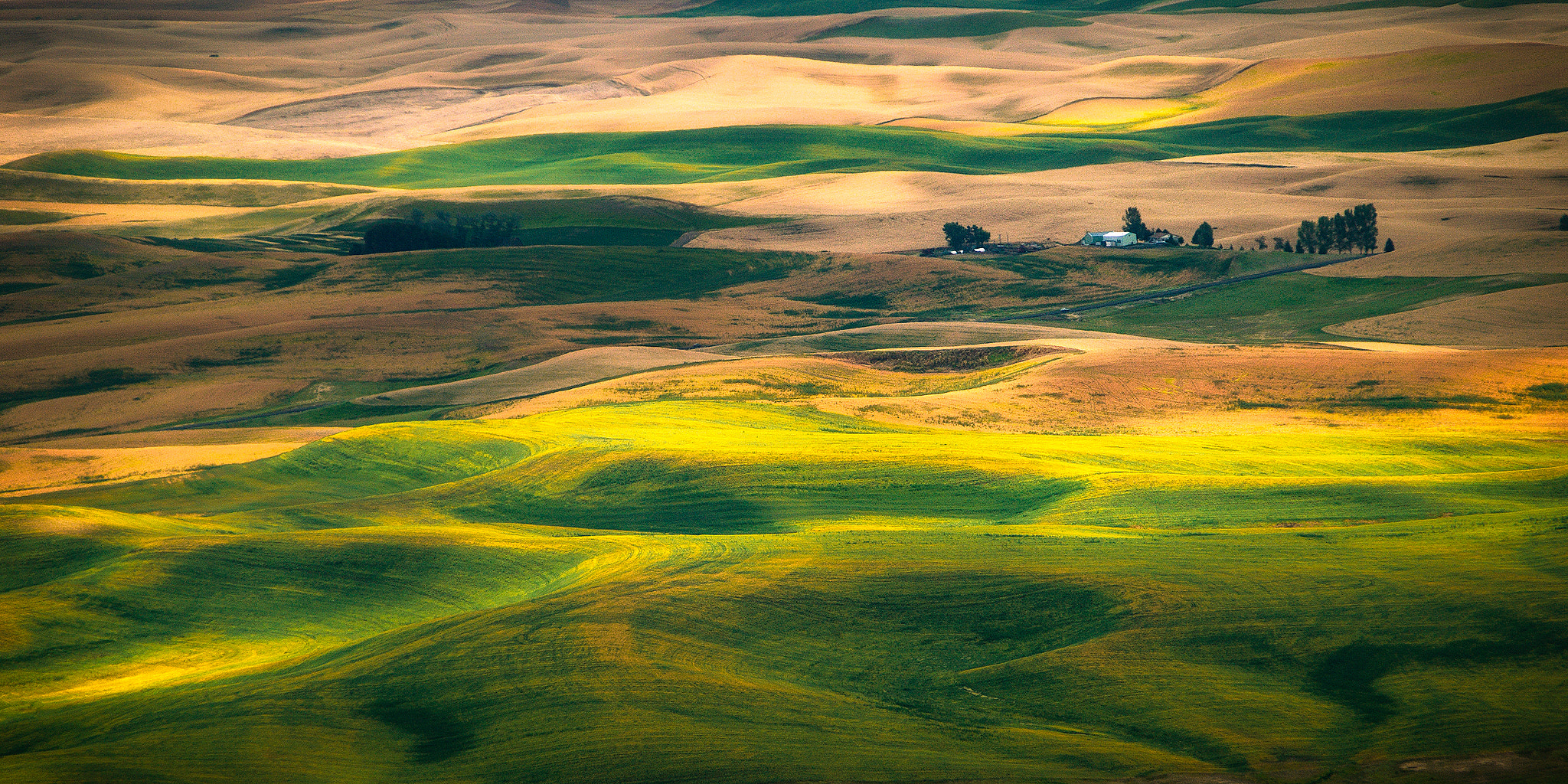 Sigma 18-250mm F3.5-6.3 DC OS HSM sample photo. Sunlit waves of wheat in pullman photography