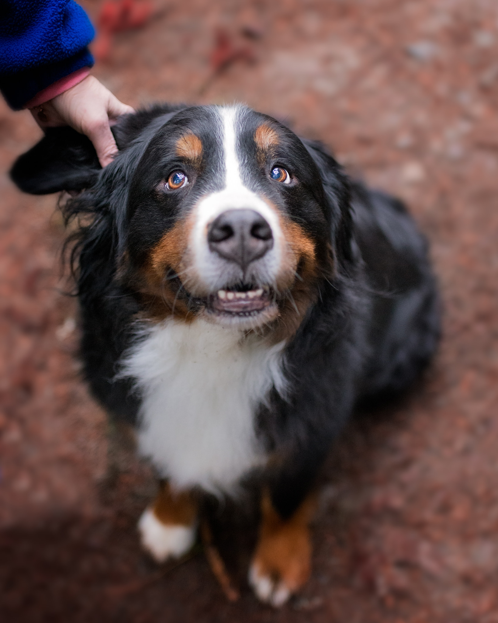 Nikon D610 + AF-S Nikkor 35mm f/1.8G sample photo. Gambler portrait - 2 photography