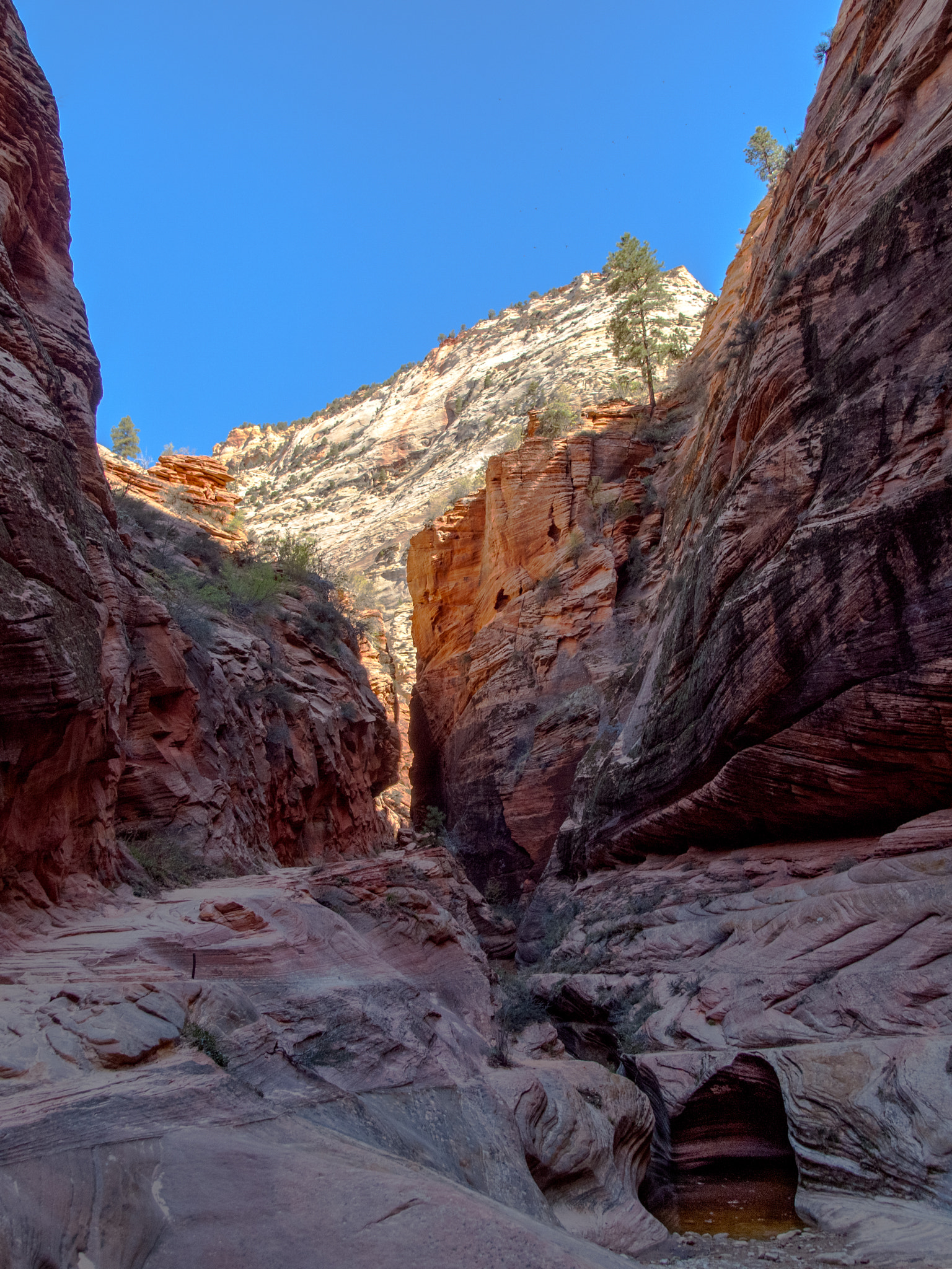 Olympus E-620 (EVOLT E-620) + Olympus Zuiko Digital 14-54mm F2.8-3.5 II sample photo. Zion national park photography