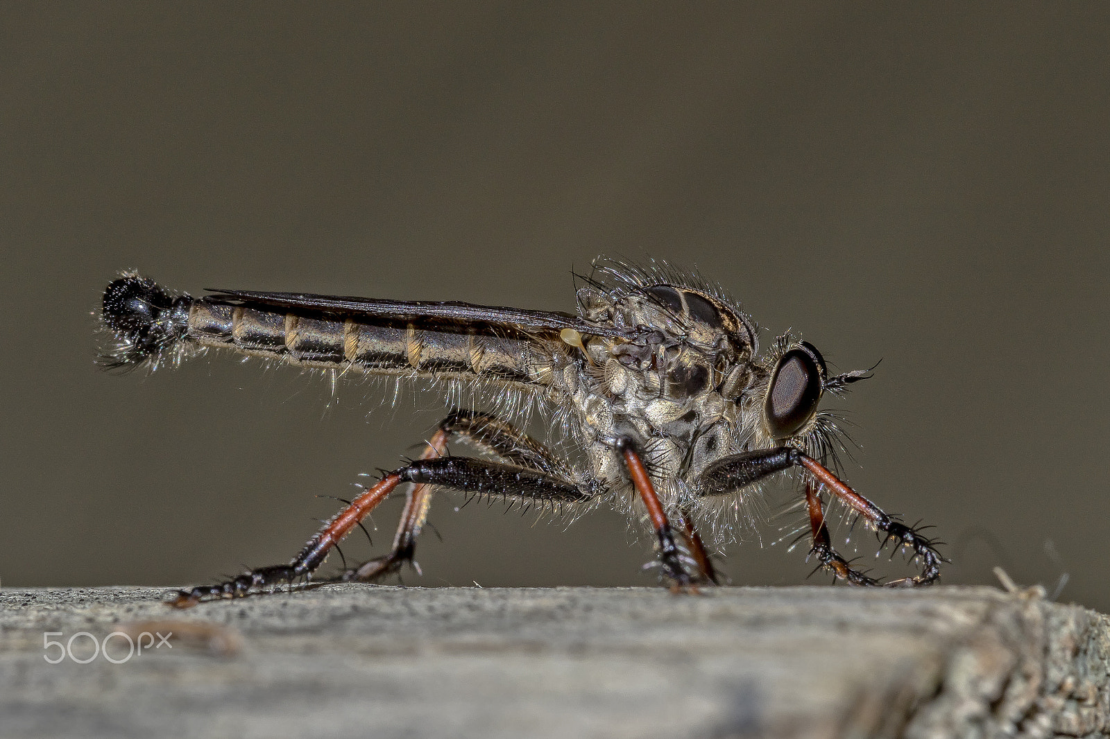 Canon EF 100mm F2.8 Macro USM sample photo. Robber fly photography