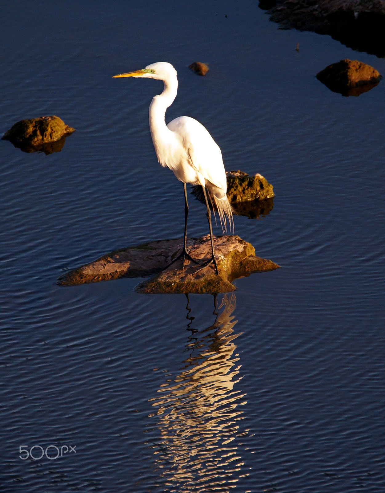 Sony SLT-A57 + Tamron SP 150-600mm F5-6.3 Di VC USD sample photo. Magestic photography