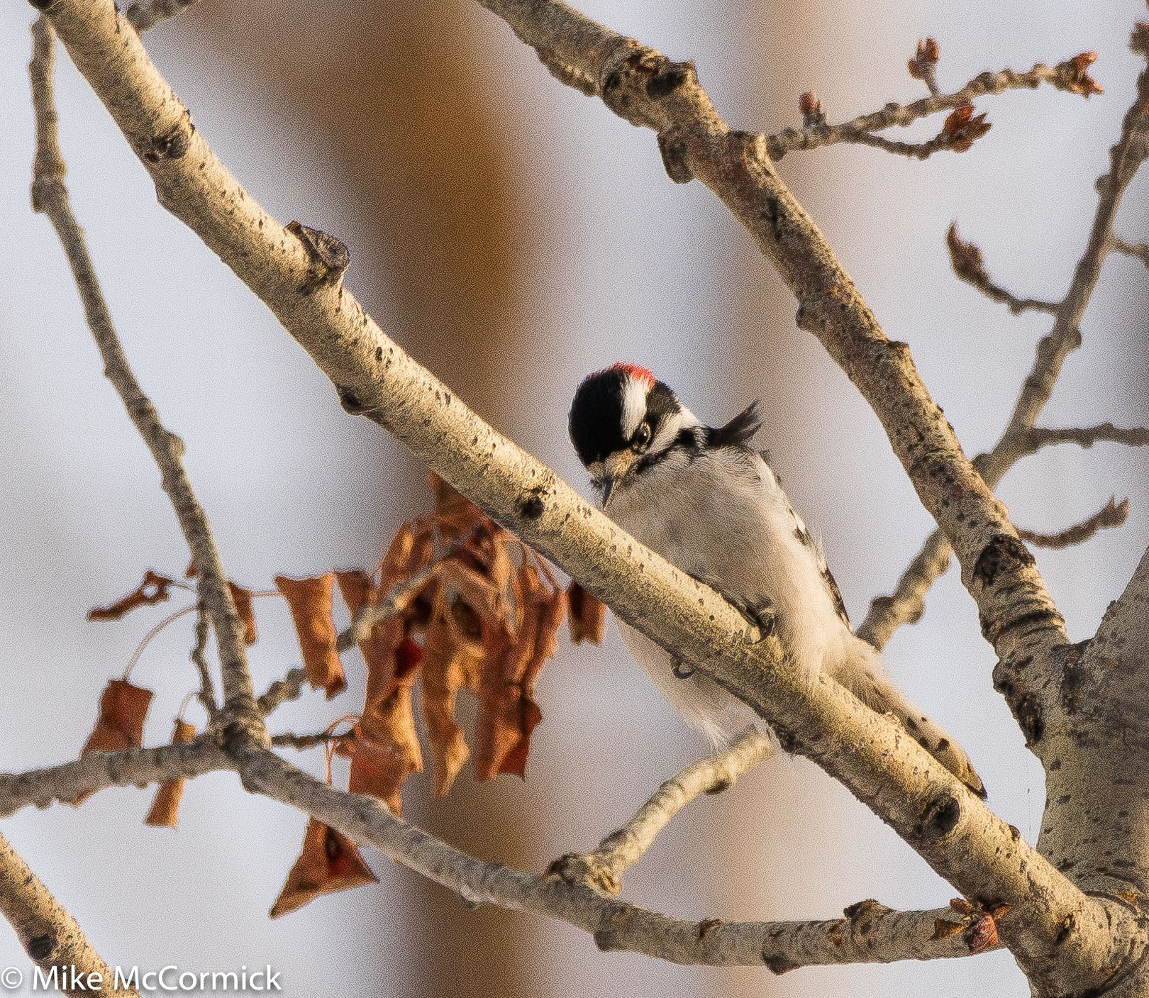 Canon EOS 5DS R + Sigma 150-600mm F5-6.3 DG OS HSM | C sample photo. Downy woodpecker photography