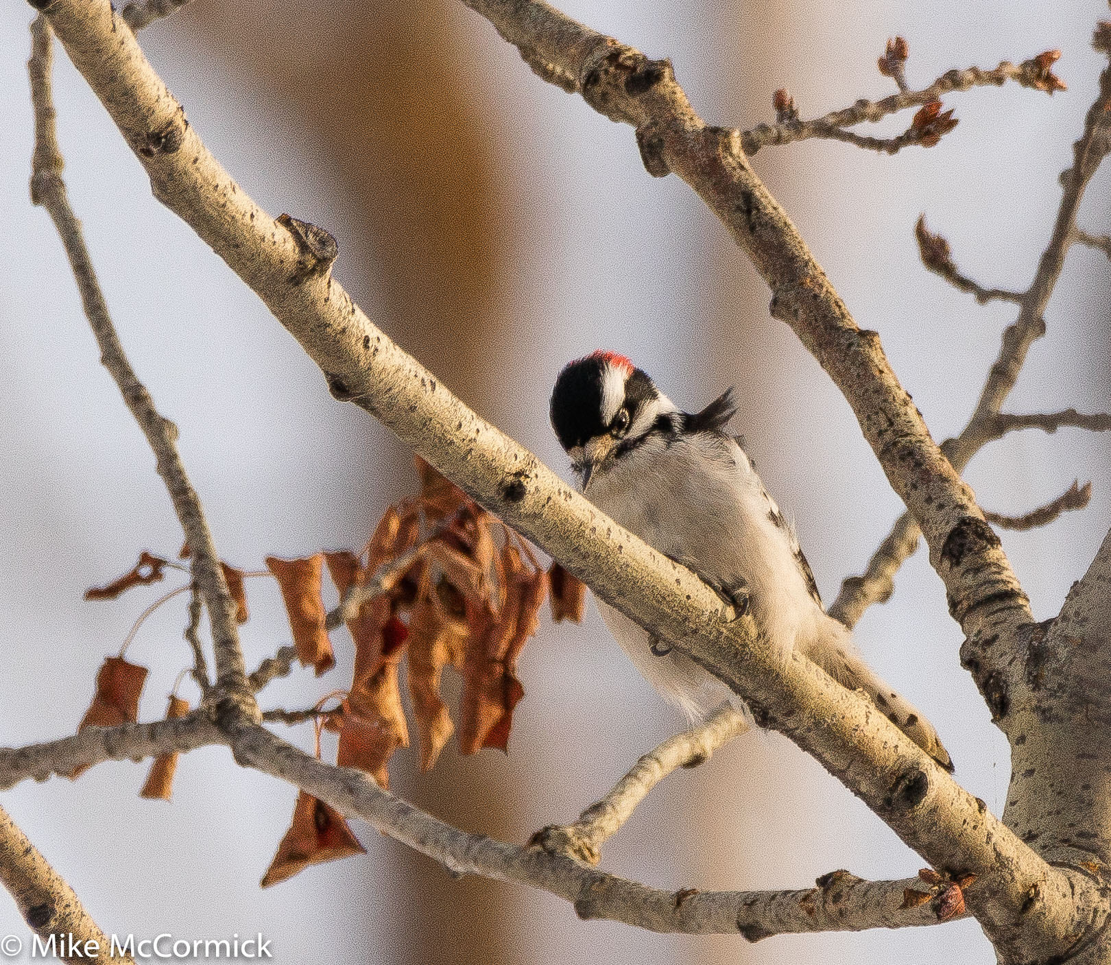 Sigma 150-600mm F5-6.3 DG OS HSM | C sample photo. Downy woodpecker photography