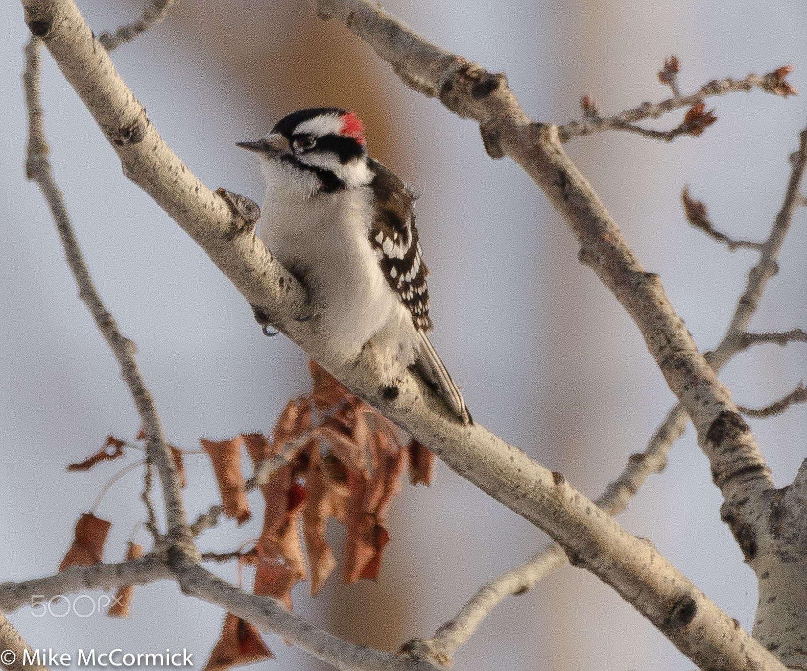 Sigma 150-600mm F5-6.3 DG OS HSM | C sample photo. Downy woodpecker photography