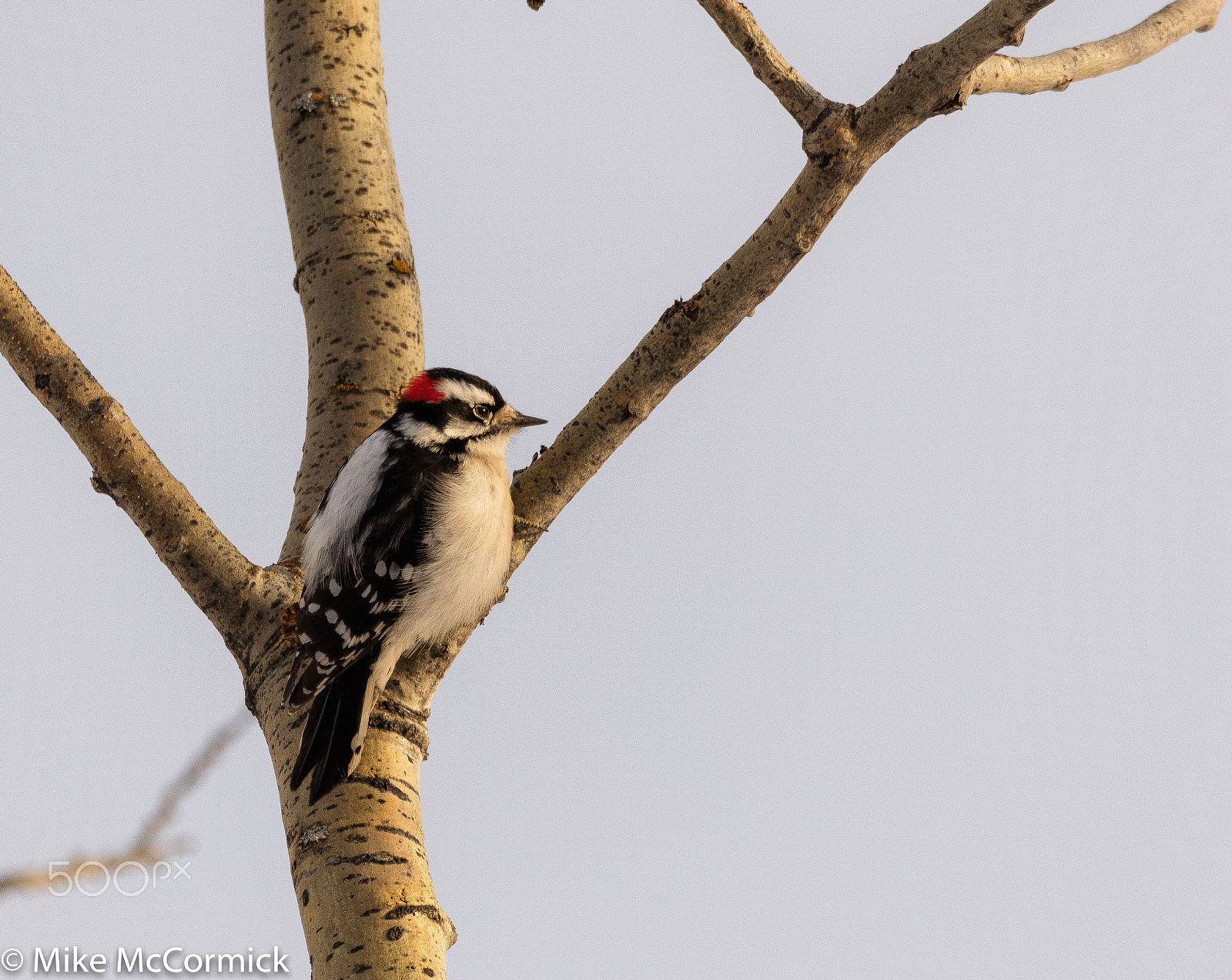 Sigma 150-600mm F5-6.3 DG OS HSM | C sample photo. 023a0717-1.jpg photography