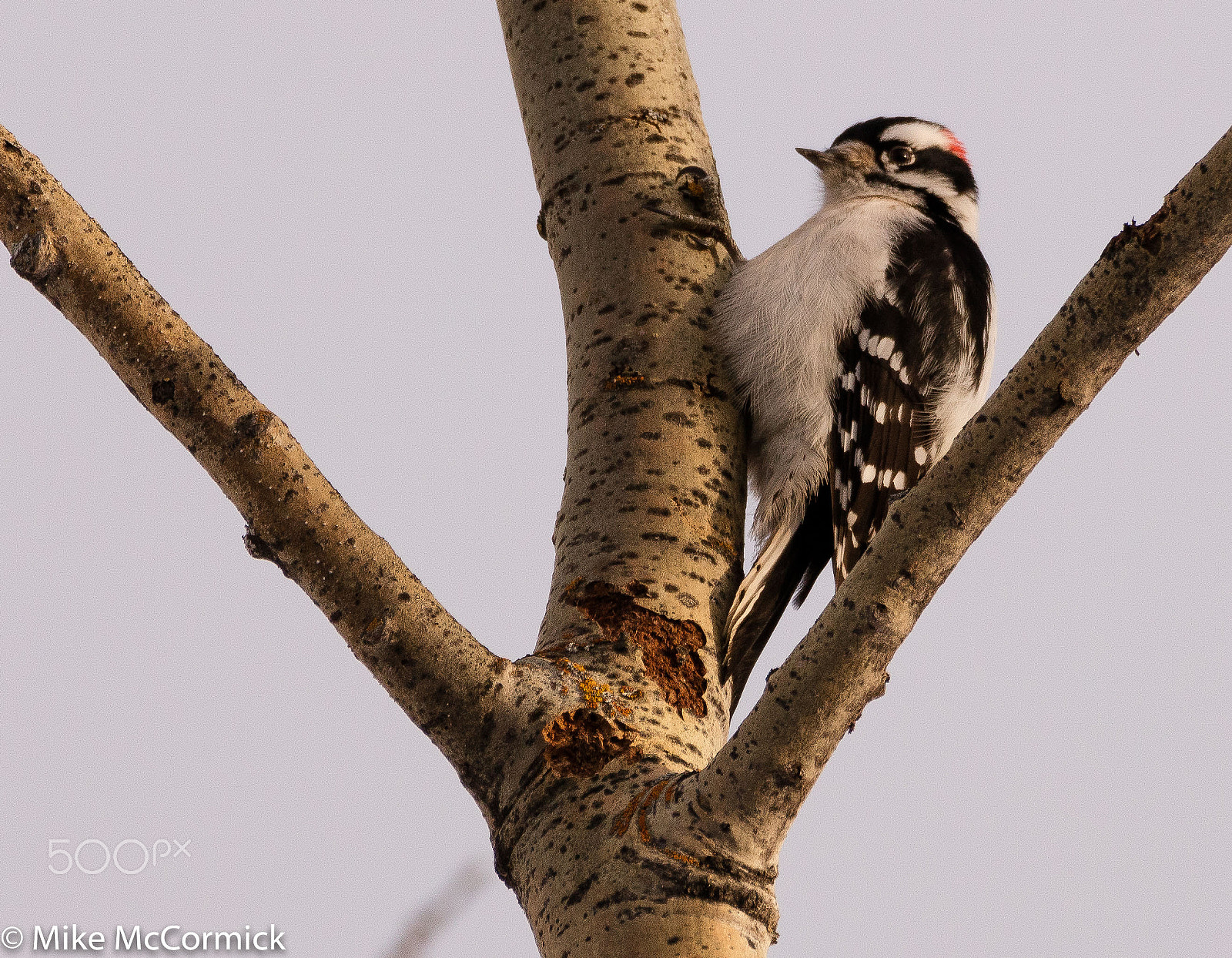 Sigma 150-600mm F5-6.3 DG OS HSM | C sample photo. 023a0720-1.jpg photography