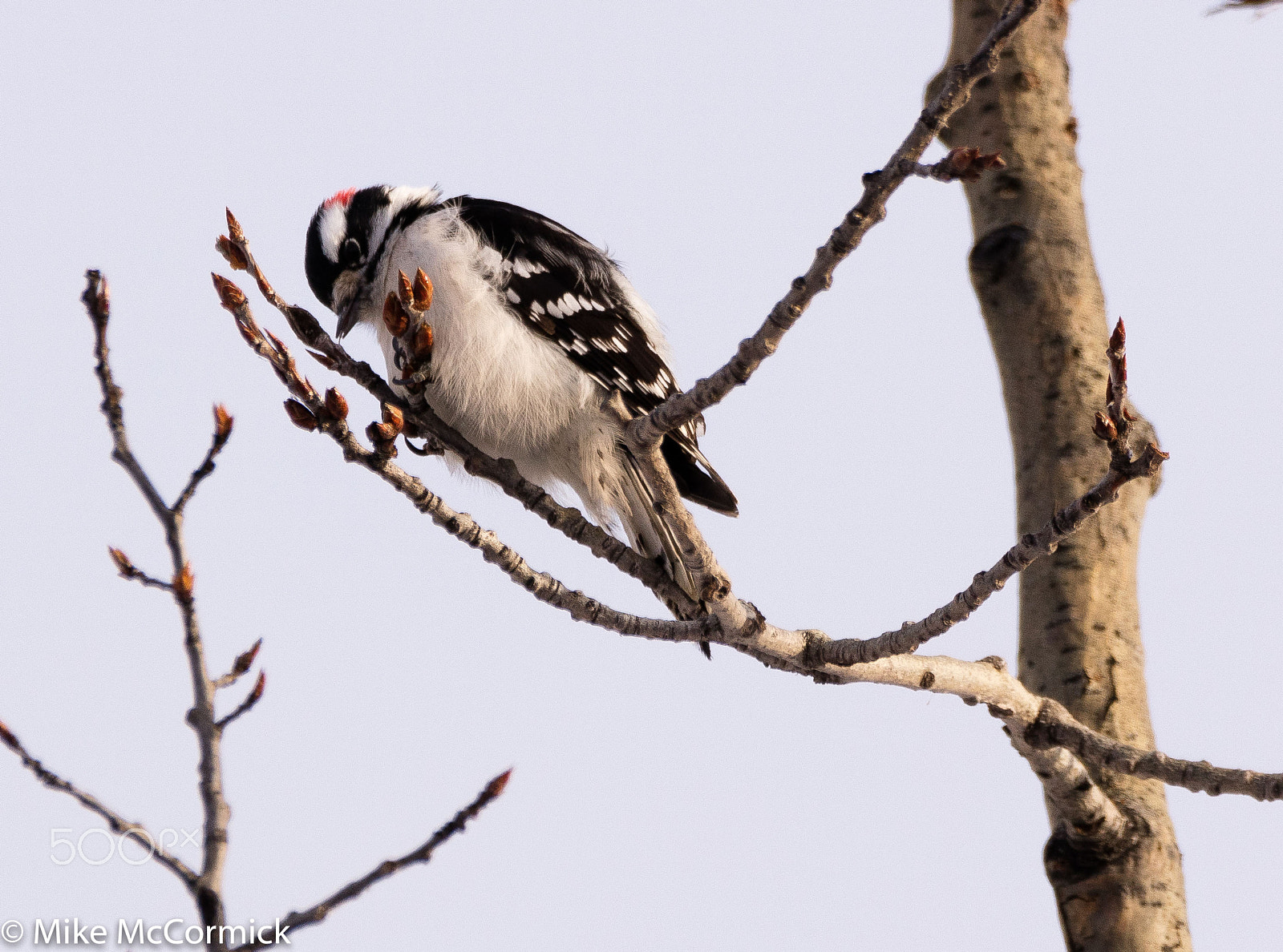Sigma 150-600mm F5-6.3 DG OS HSM | C sample photo. 023a0724-1.jpg photography