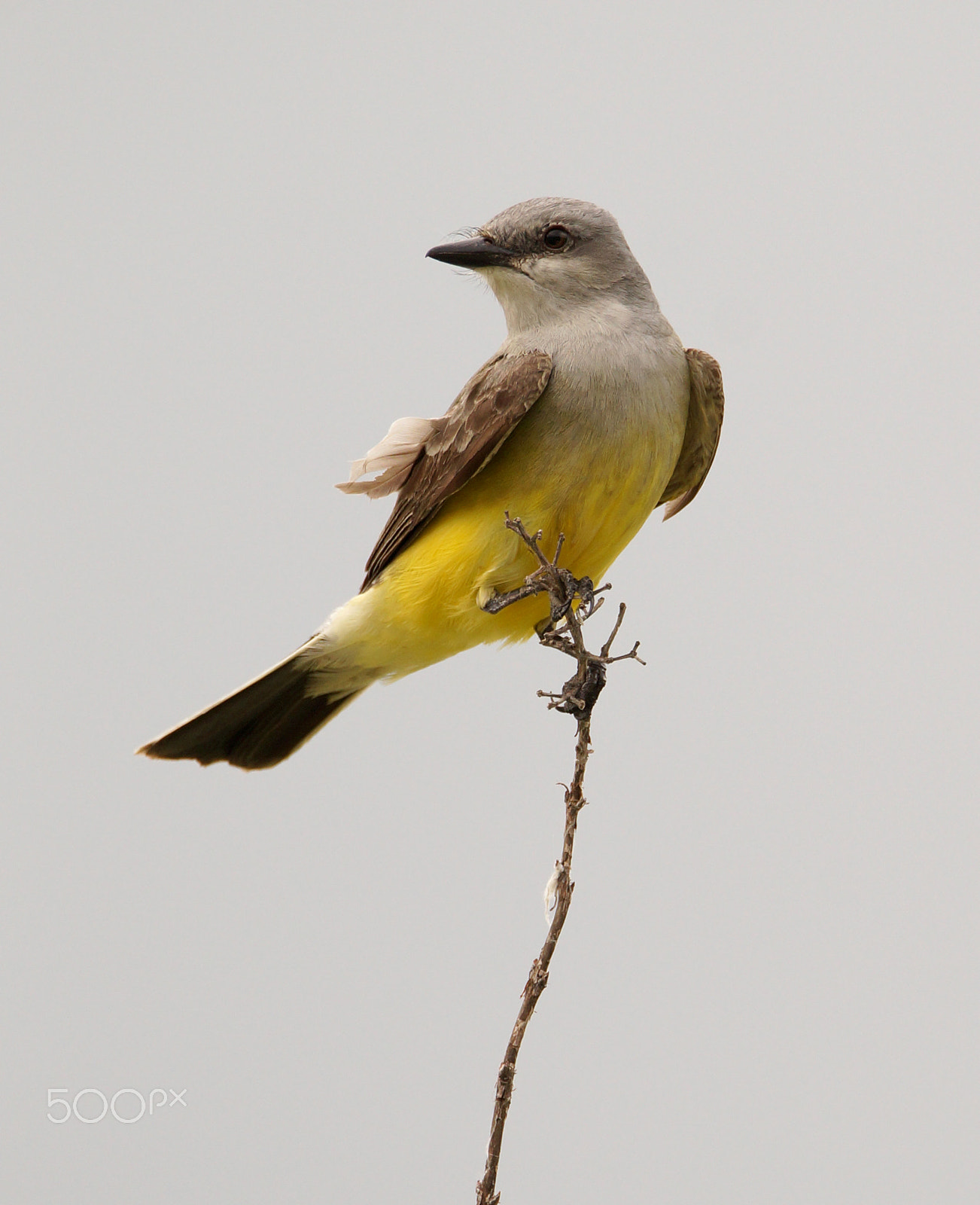 Sony SLT-A57 + Tamron SP 150-600mm F5-6.3 Di VC USD sample photo. Perched photography