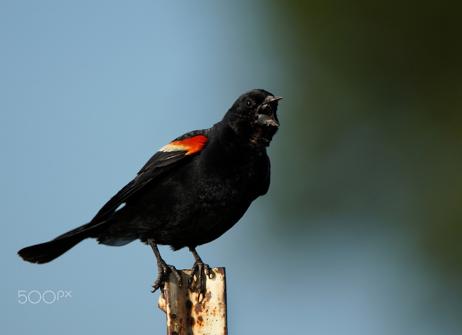 Sony SLT-A57 + Tamron SP 150-600mm F5-6.3 Di VC USD sample photo. Red-winged blackbird photography