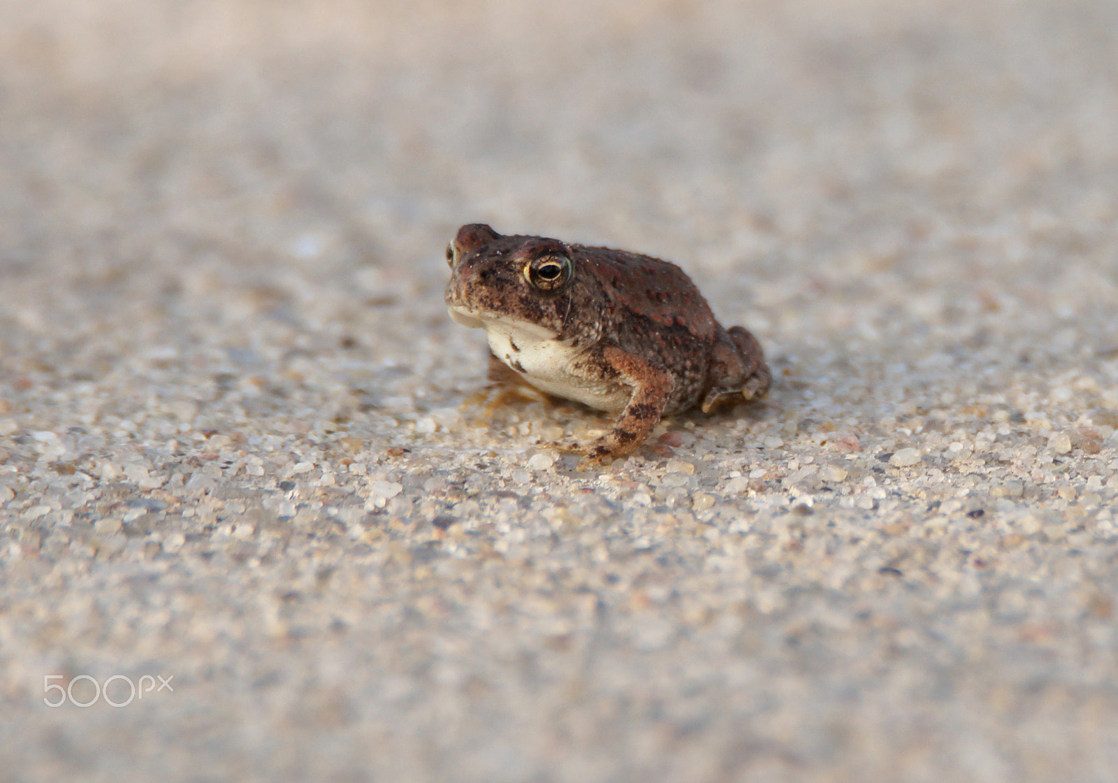 Sony SLT-A57 + Tamron SP 150-600mm F5-6.3 Di VC USD sample photo. Tiny toad photography