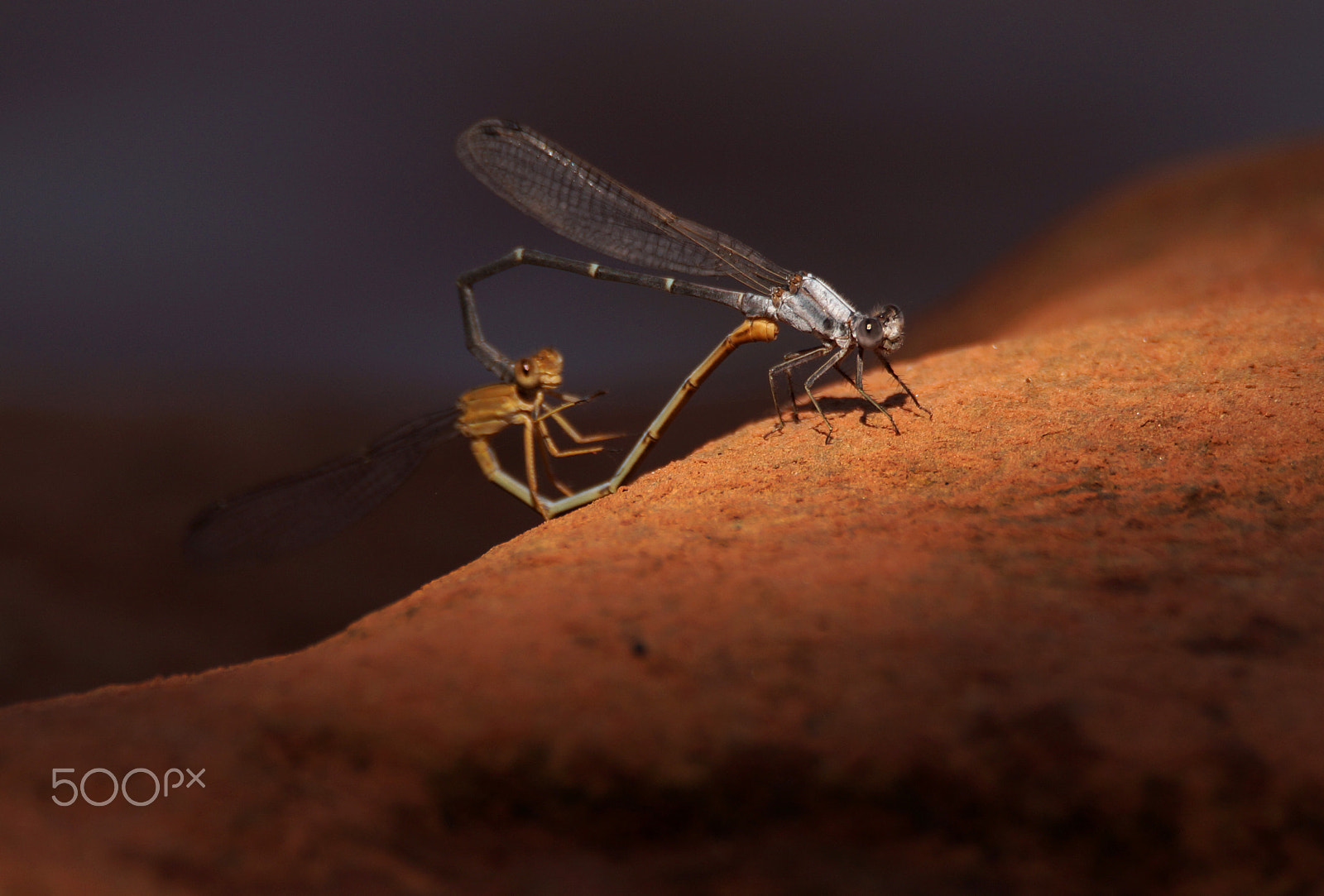 Sony SLT-A57 + Tamron SP 150-600mm F5-6.3 Di VC USD sample photo. Mating season photography